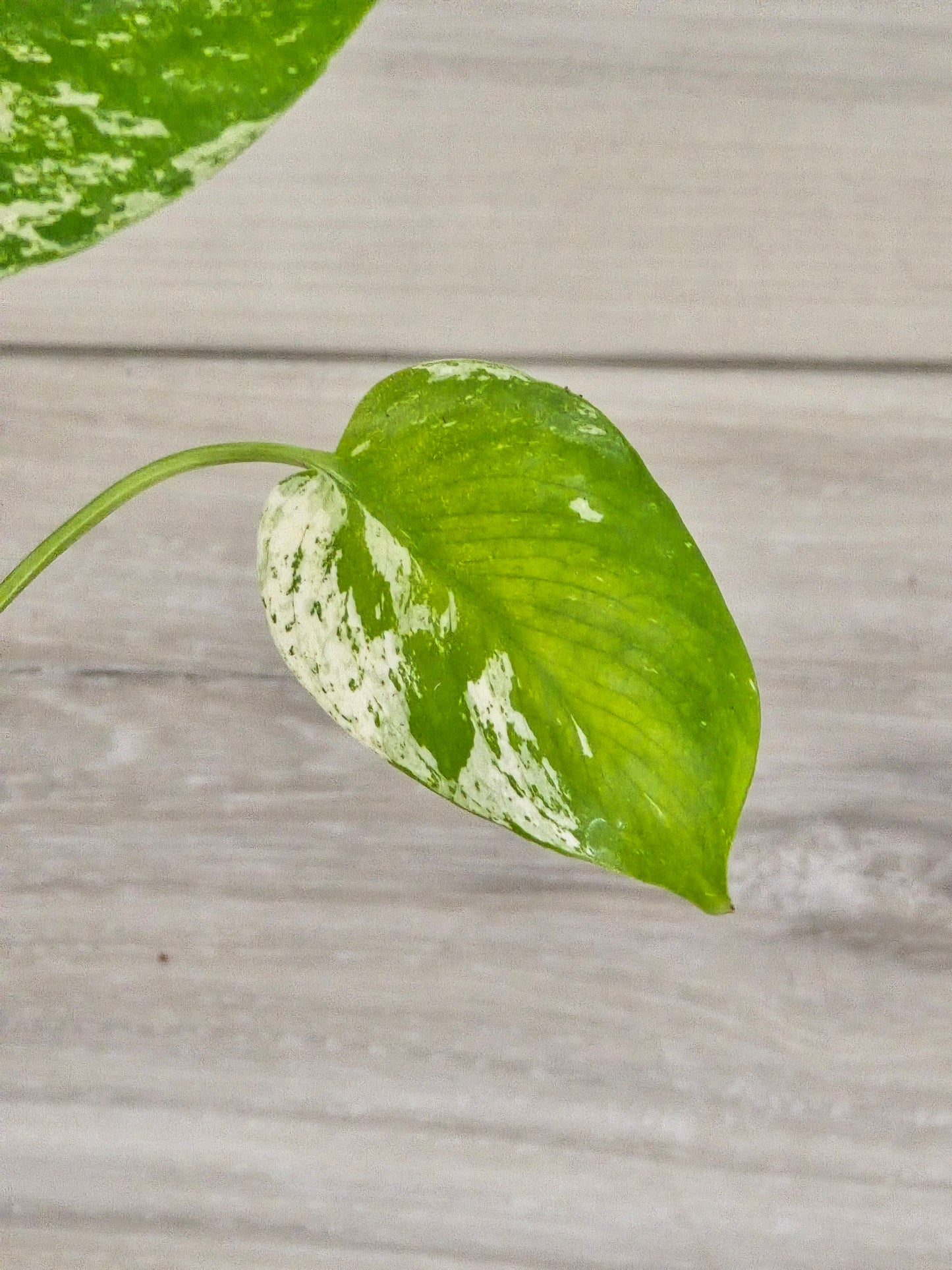 Monstera Mint Large Form #467