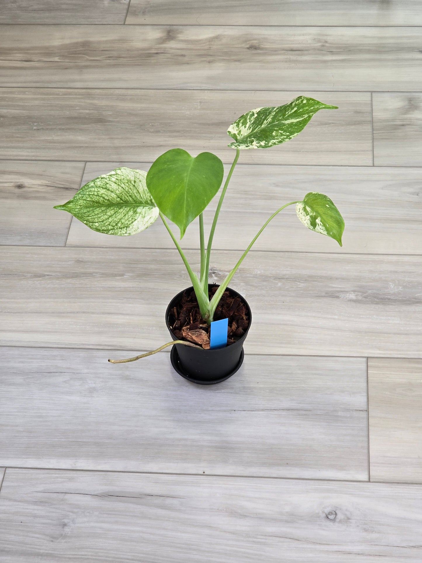 Monstera Mint Large Form #467