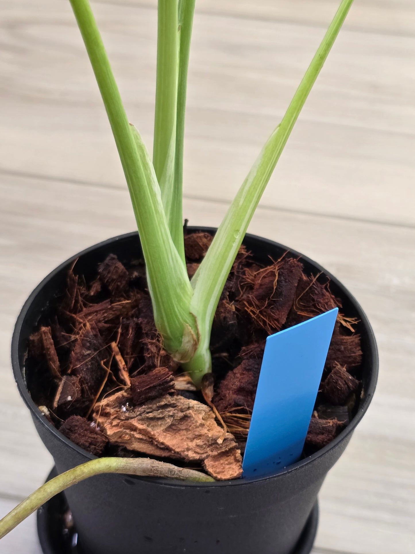 Monstera Mint Large Form #467