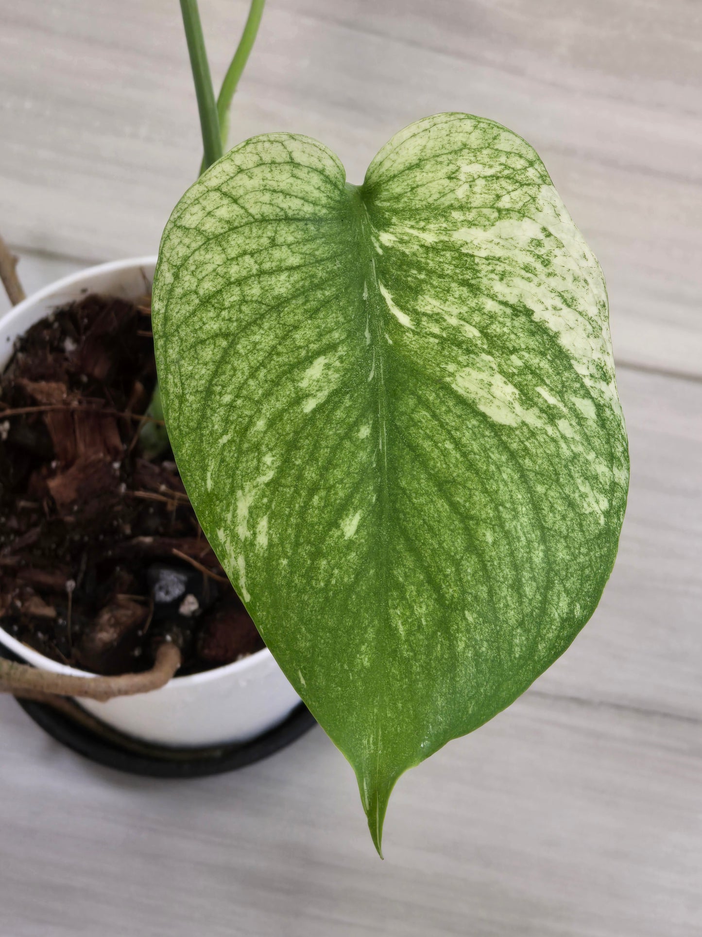 Monstera Mint Large Form #470