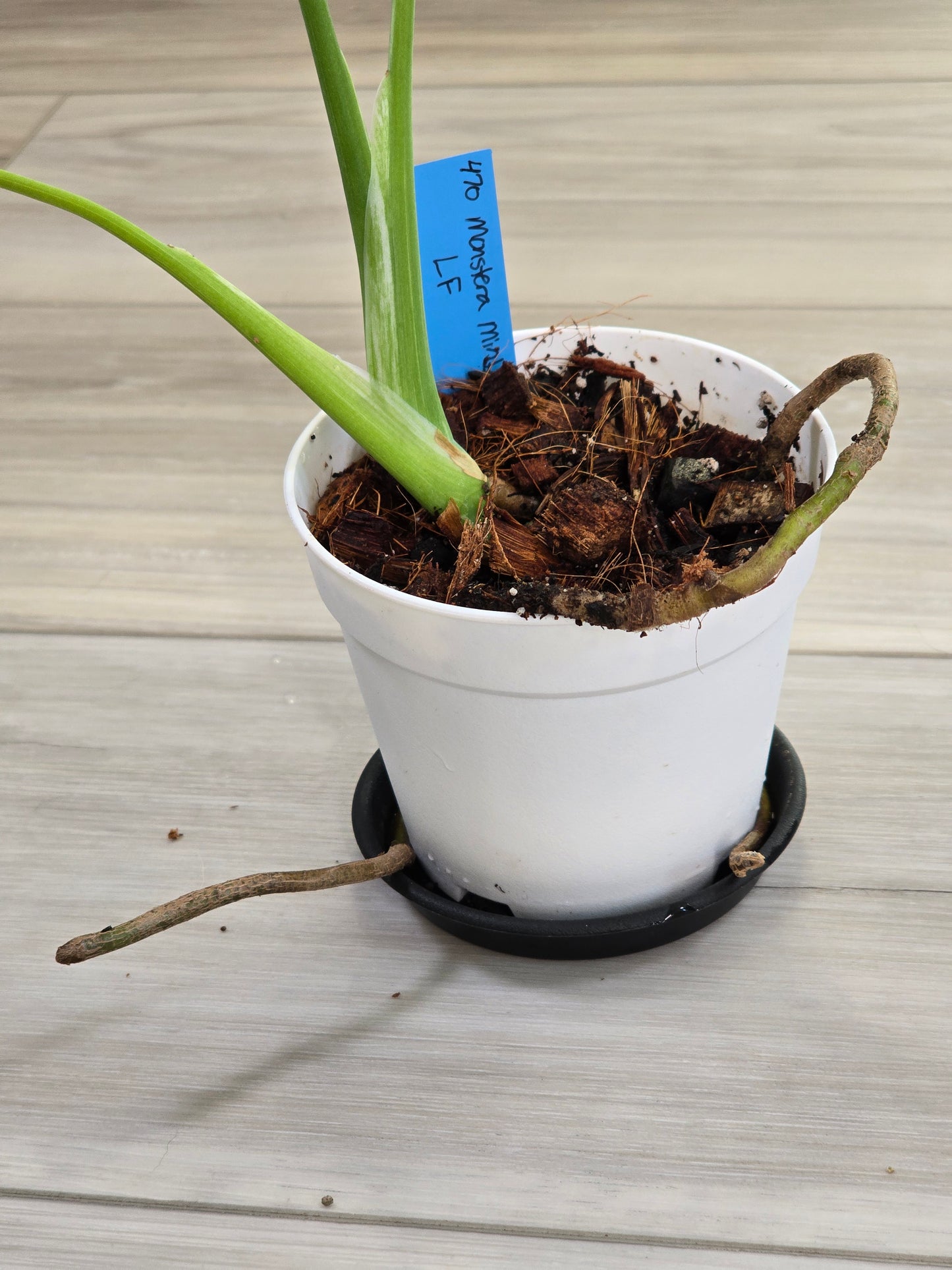 Monstera Mint Large Form #470