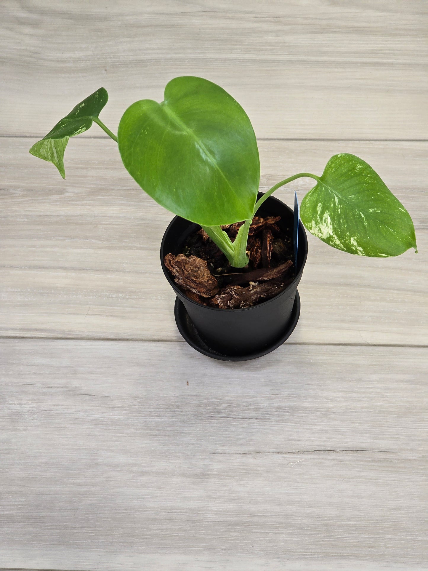 Monstera Mint Large Form #462