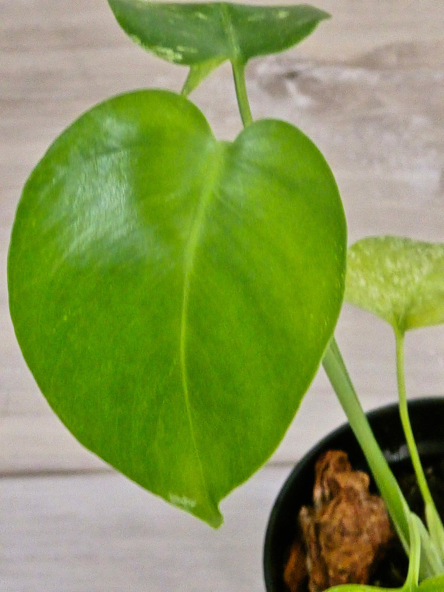 Monstera Mint Large Form #462