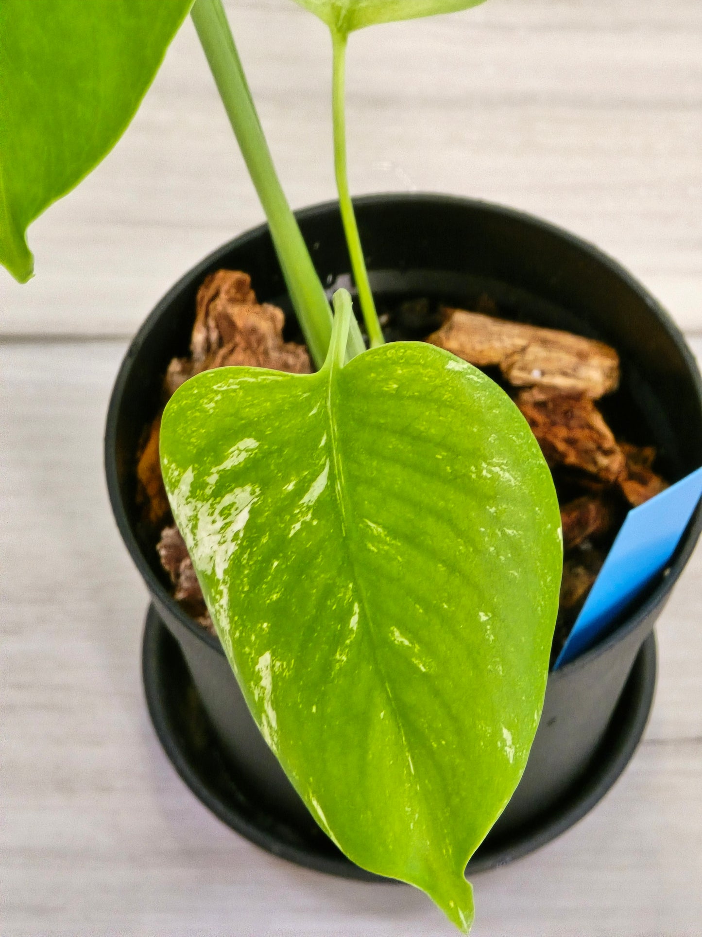 Monstera Mint Large Form #462
