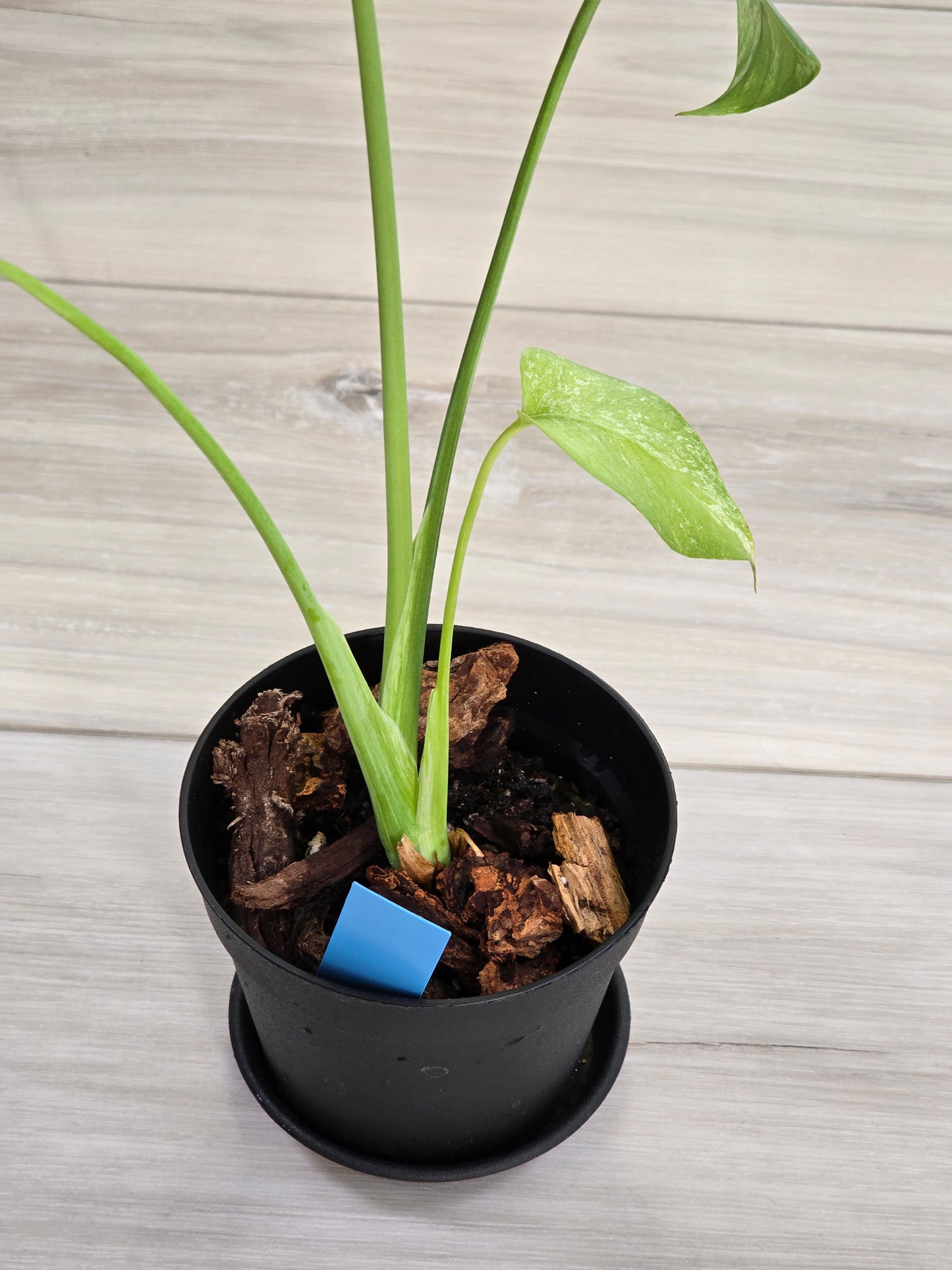 Monstera Mint Large Form #462