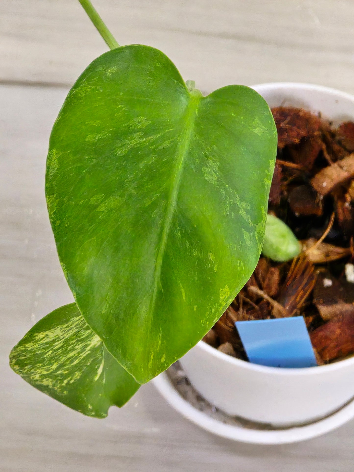 Monstera Mint Large Form #464
