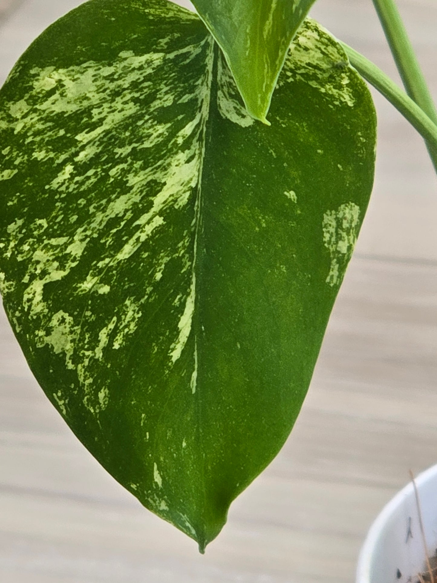 Monstera Mint Large Form #464