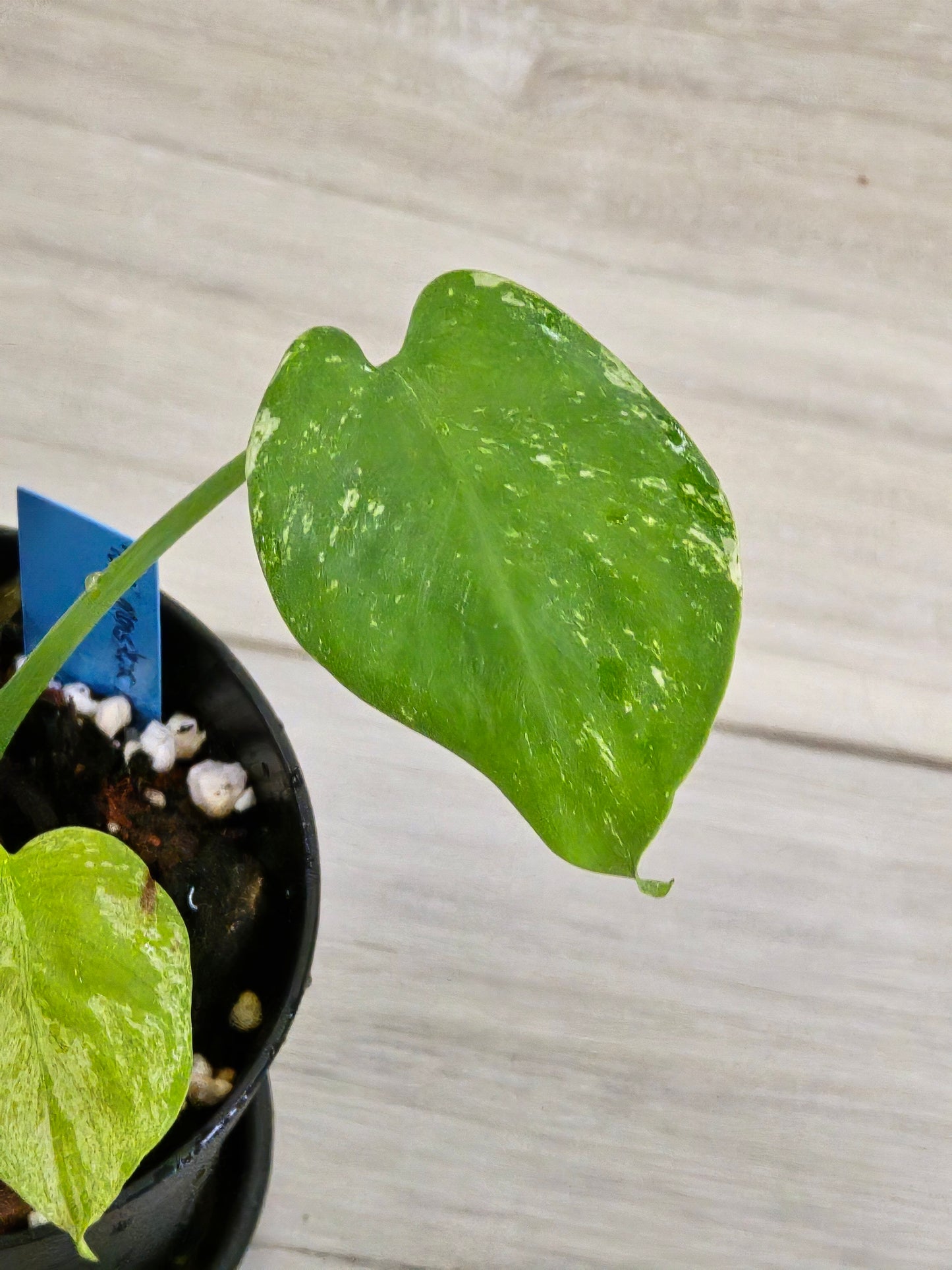 Monstera Mint Large Form #458
