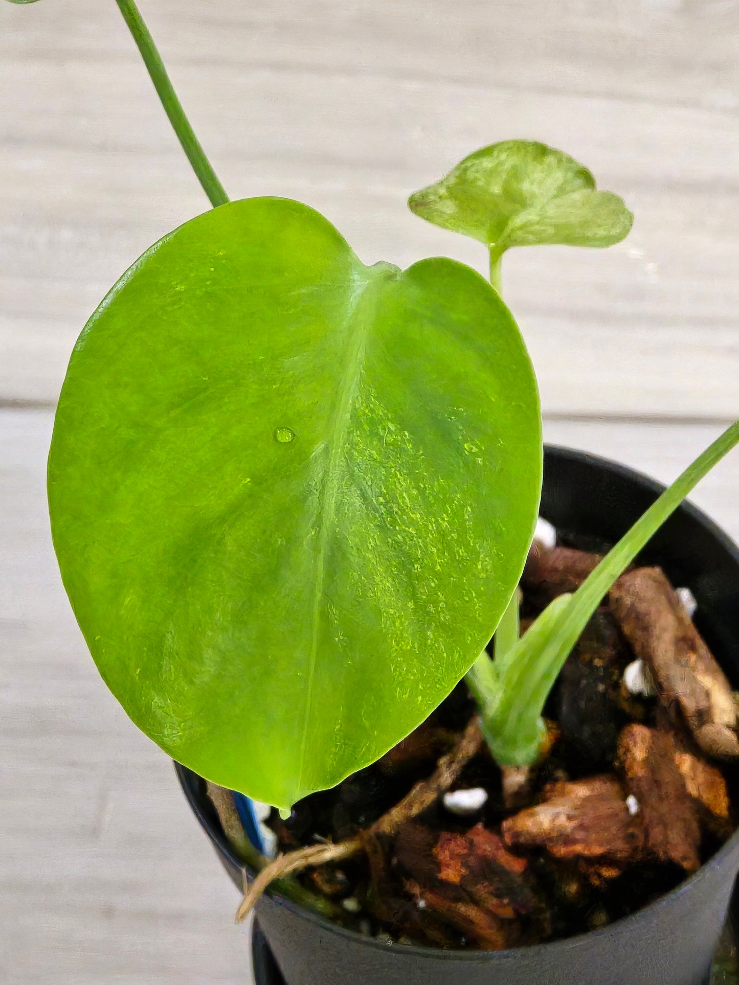 Monstera Mint Large Form #458