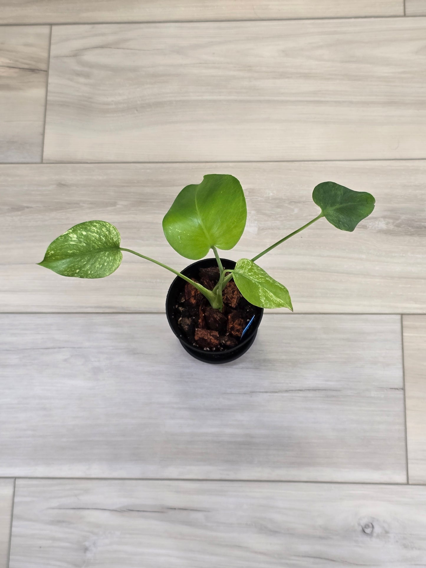 Monstera Mint Large Form #457