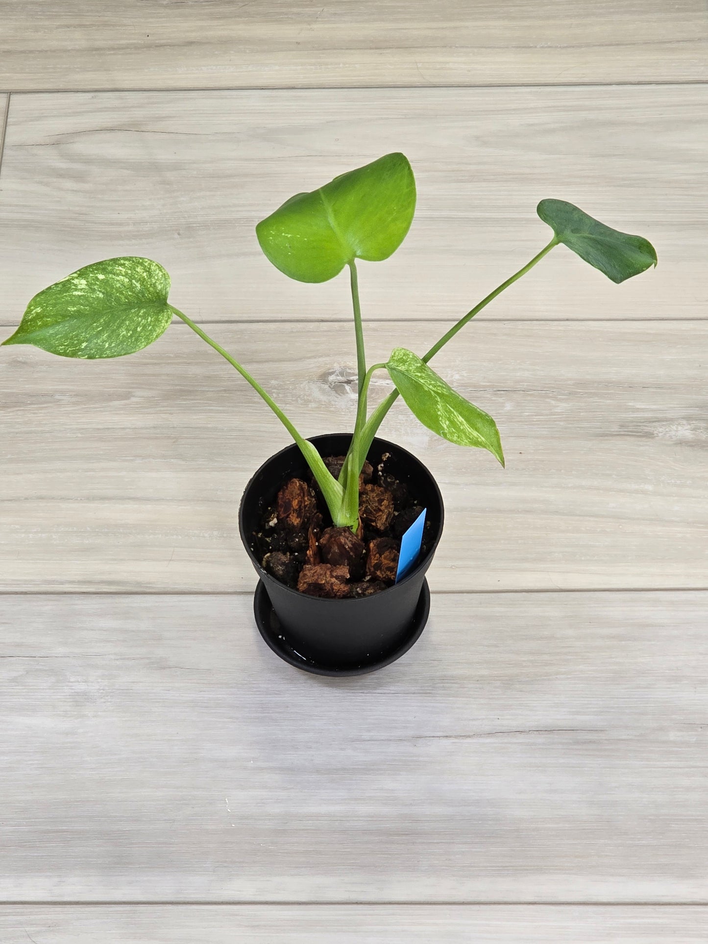 Monstera Mint Large Form #457