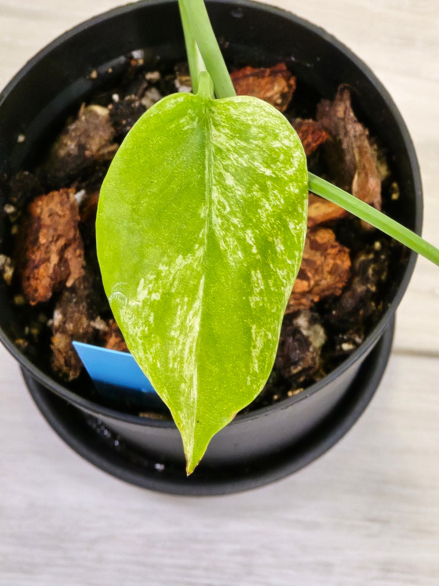 Monstera Mint Large Form #457
