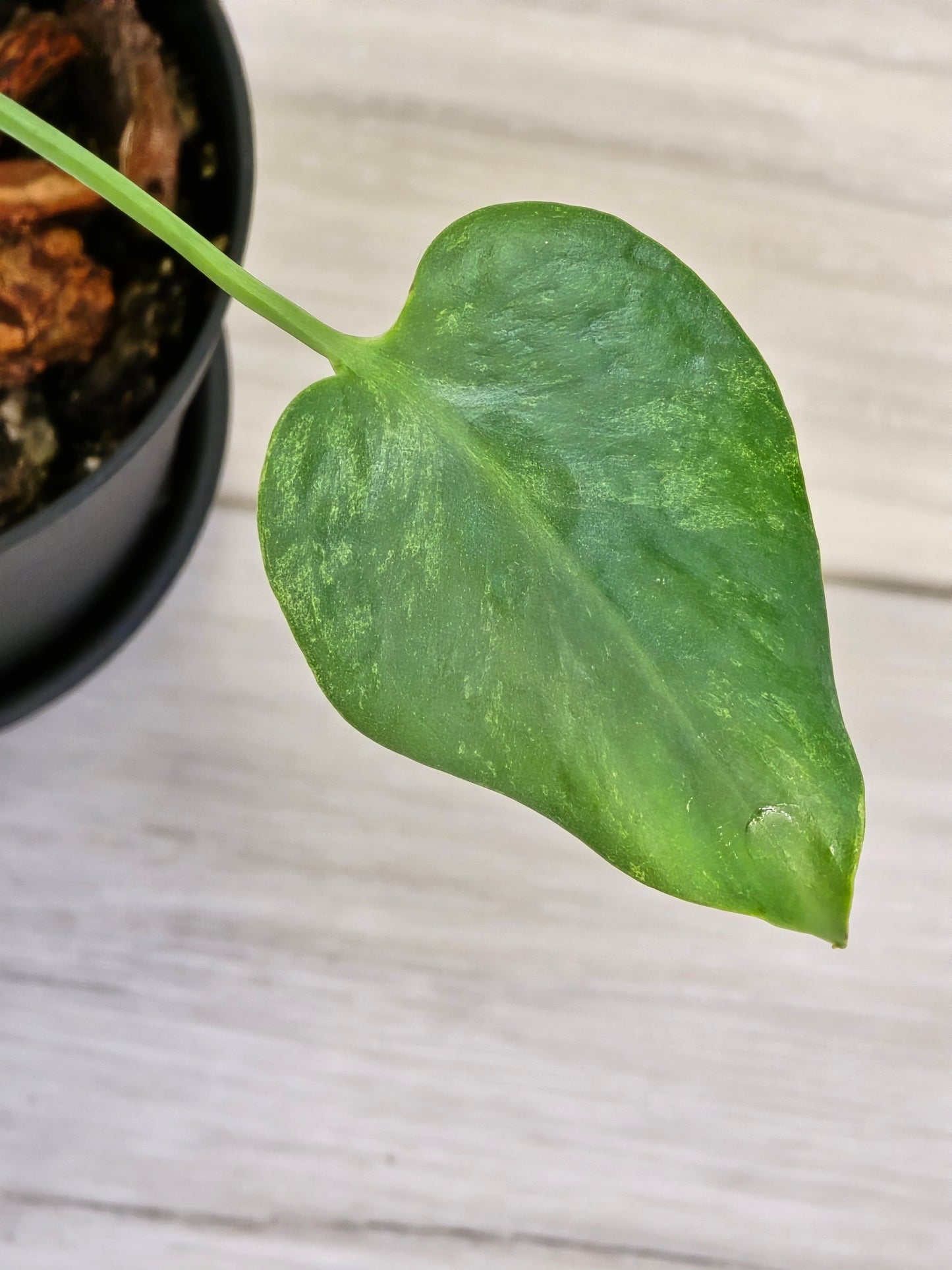 Monstera Mint Large Form #457