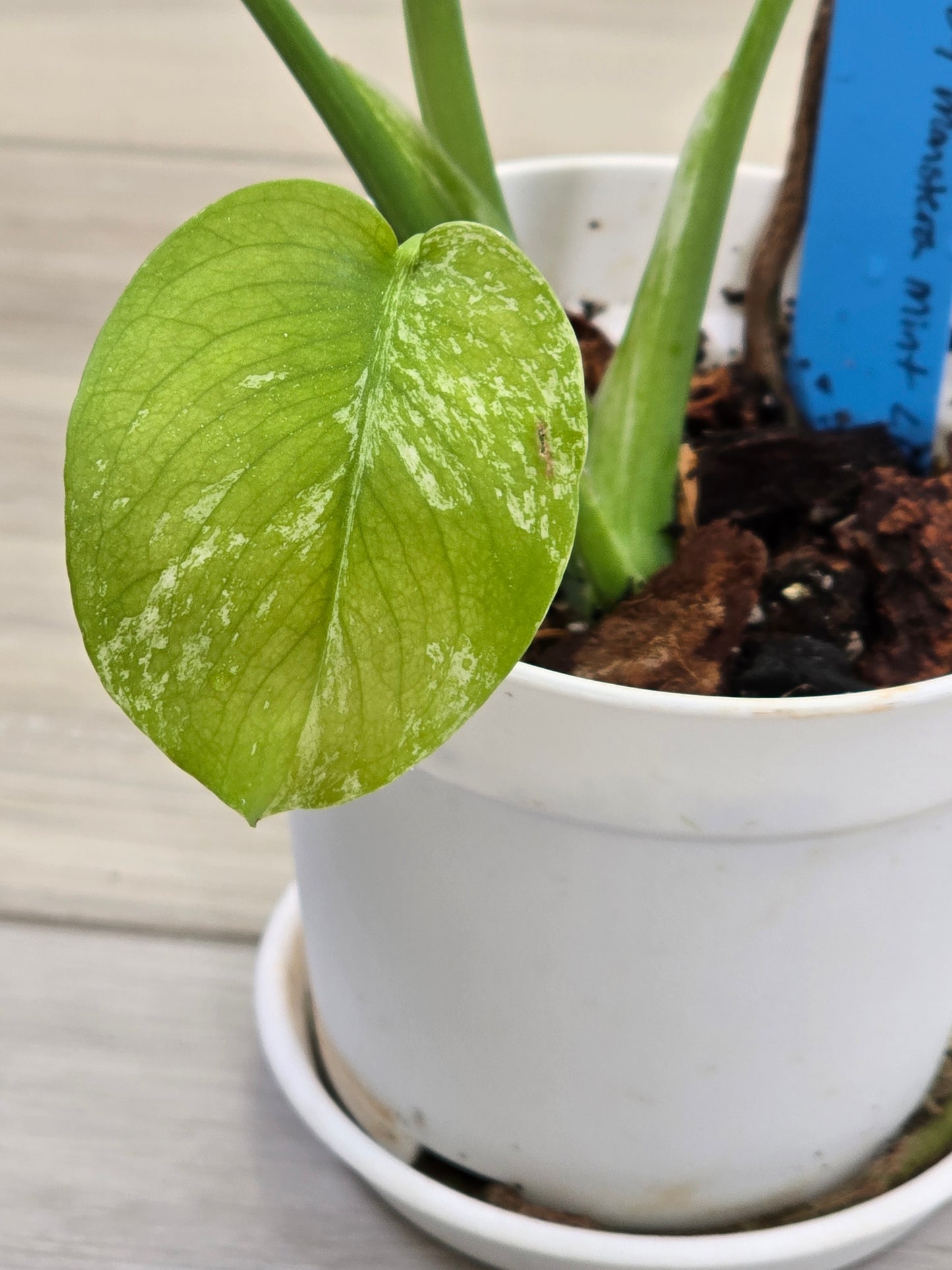 Monstera Mint Large Form #459
