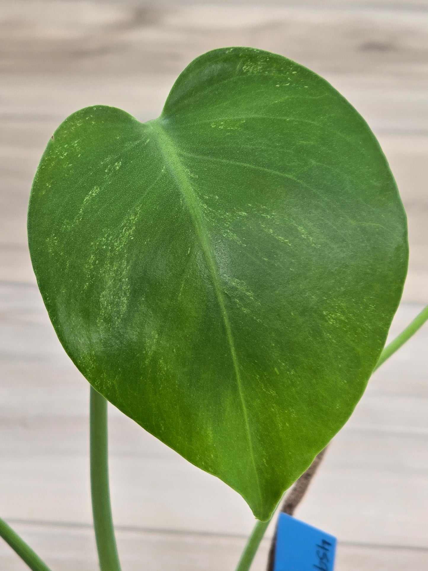 Monstera Mint Large Form #459