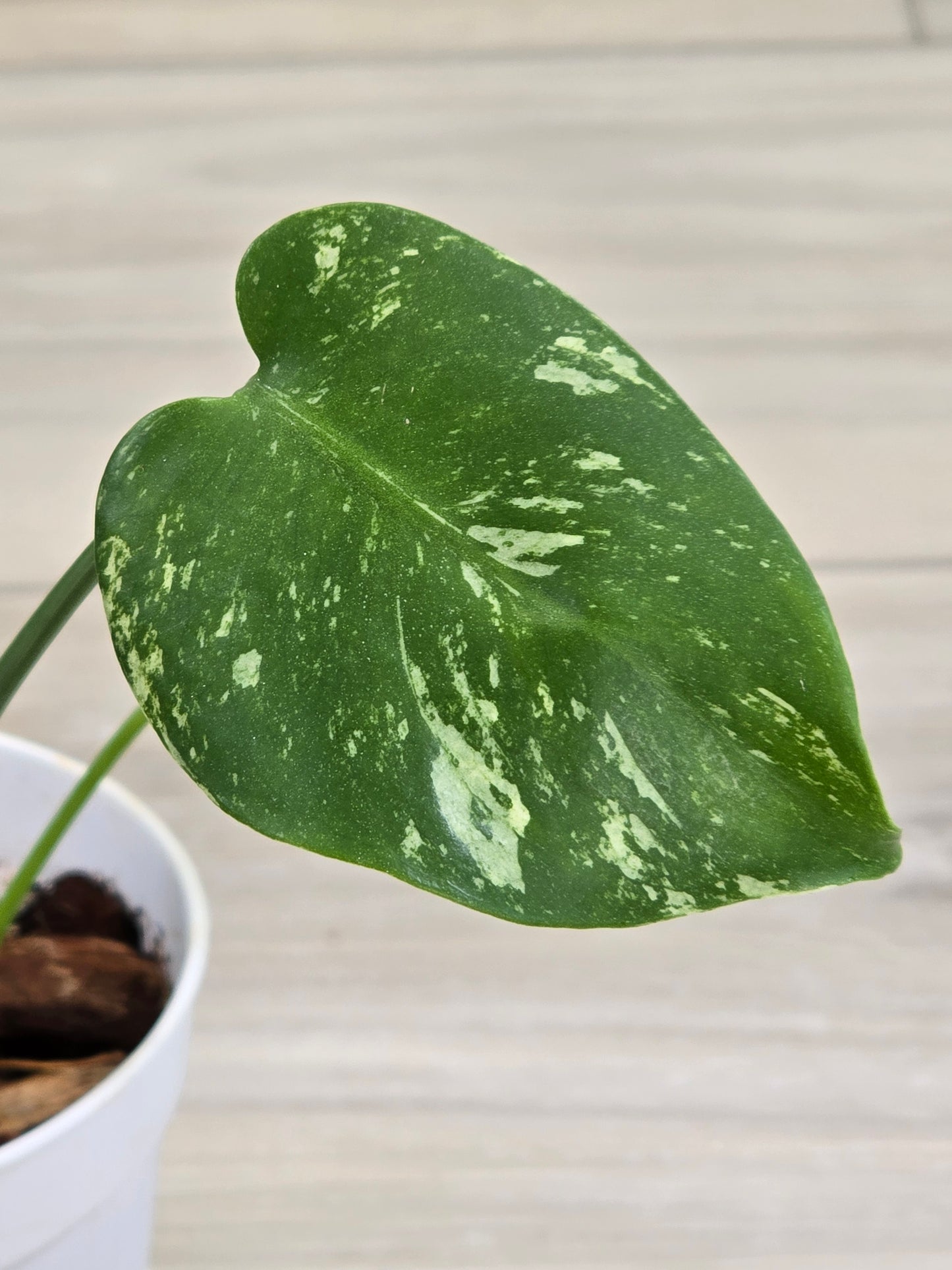 Monstera Mint Large Form #459