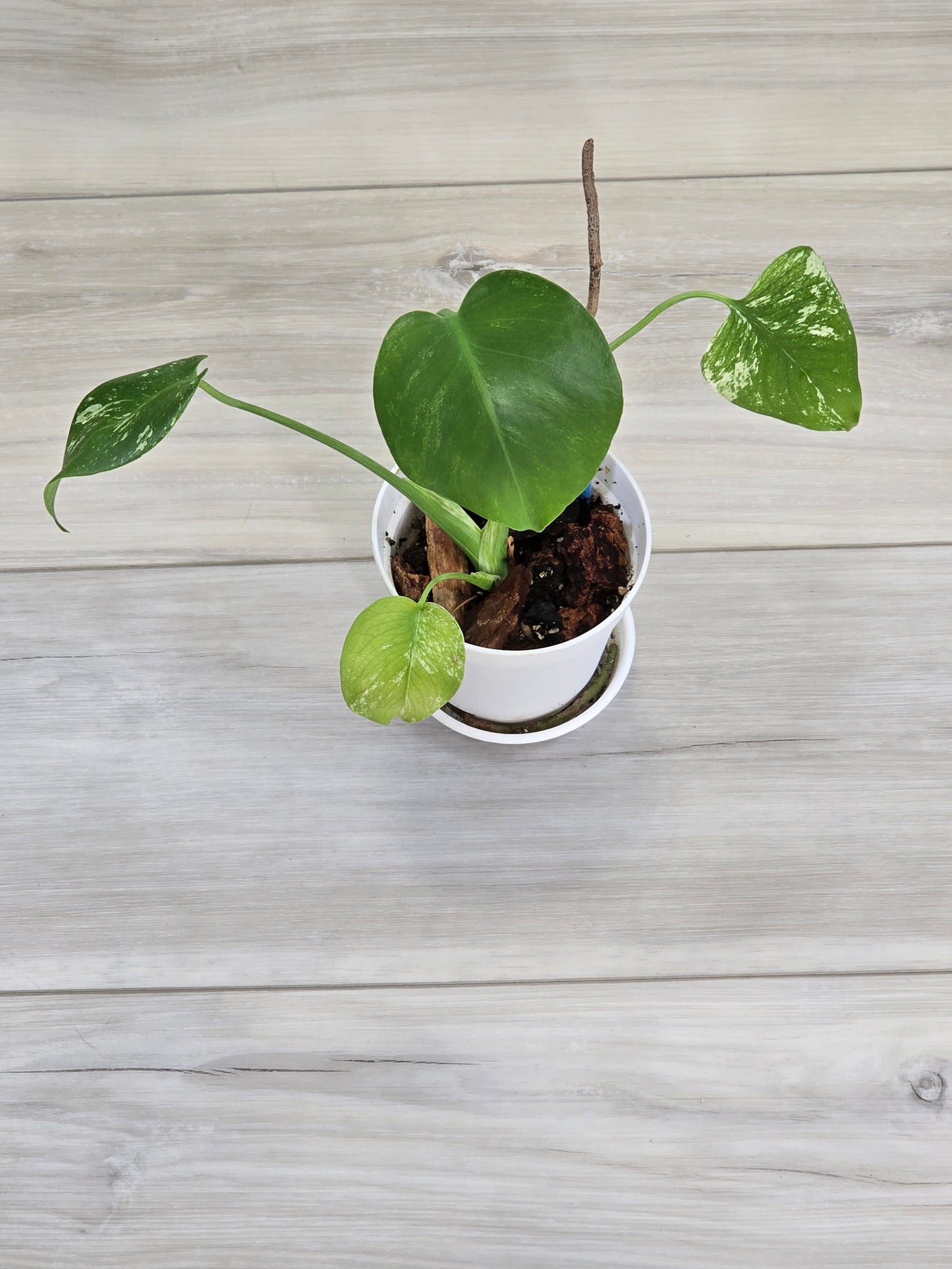 Monstera Mint Large Form #459