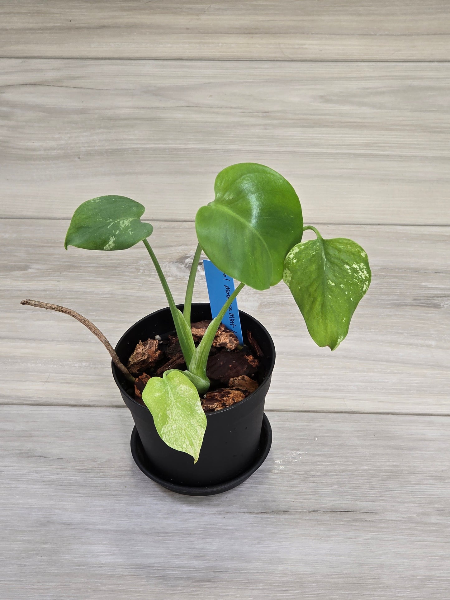 Monstera Mint Large Form #461
