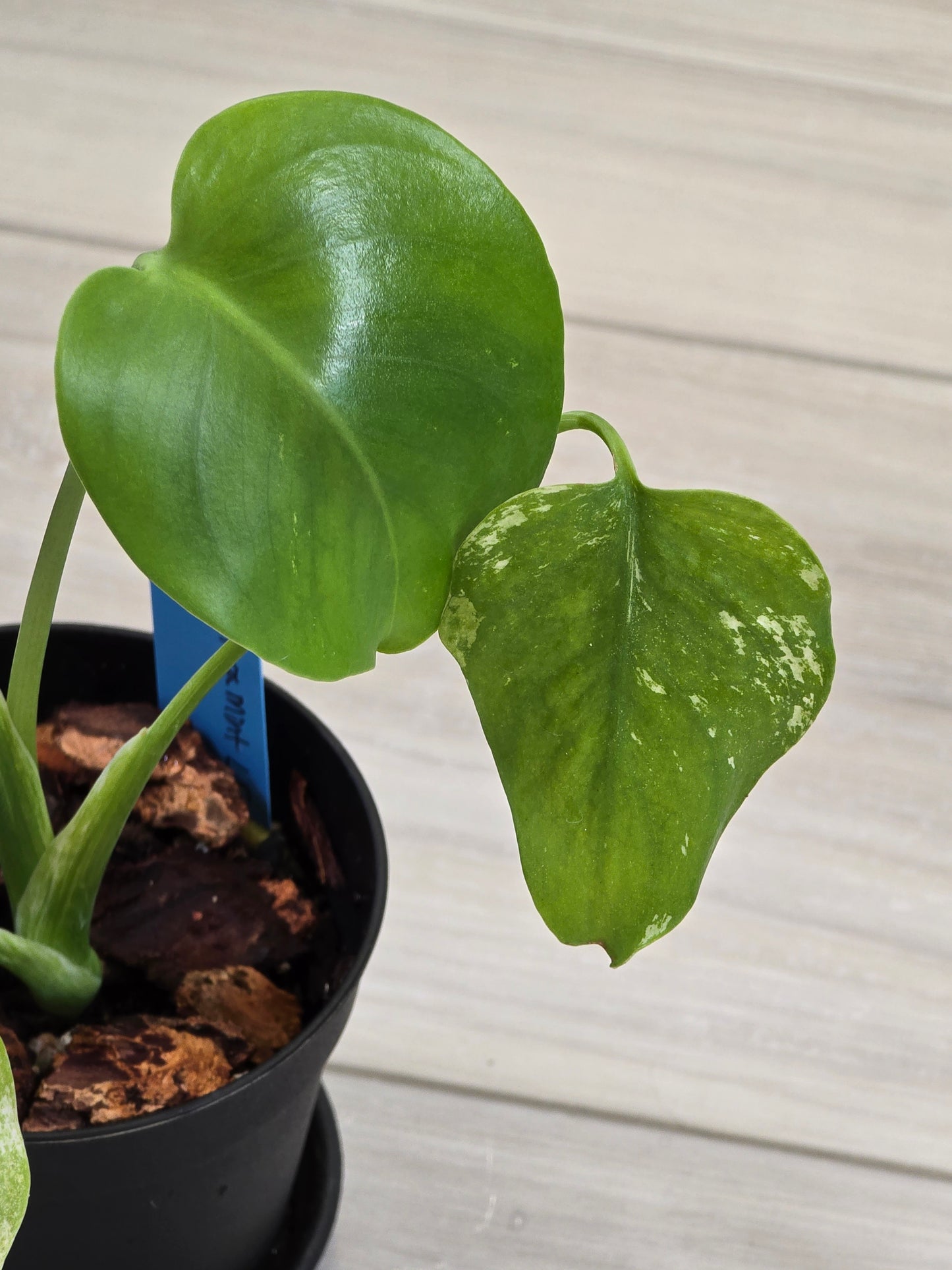 Monstera Mint Large Form #461