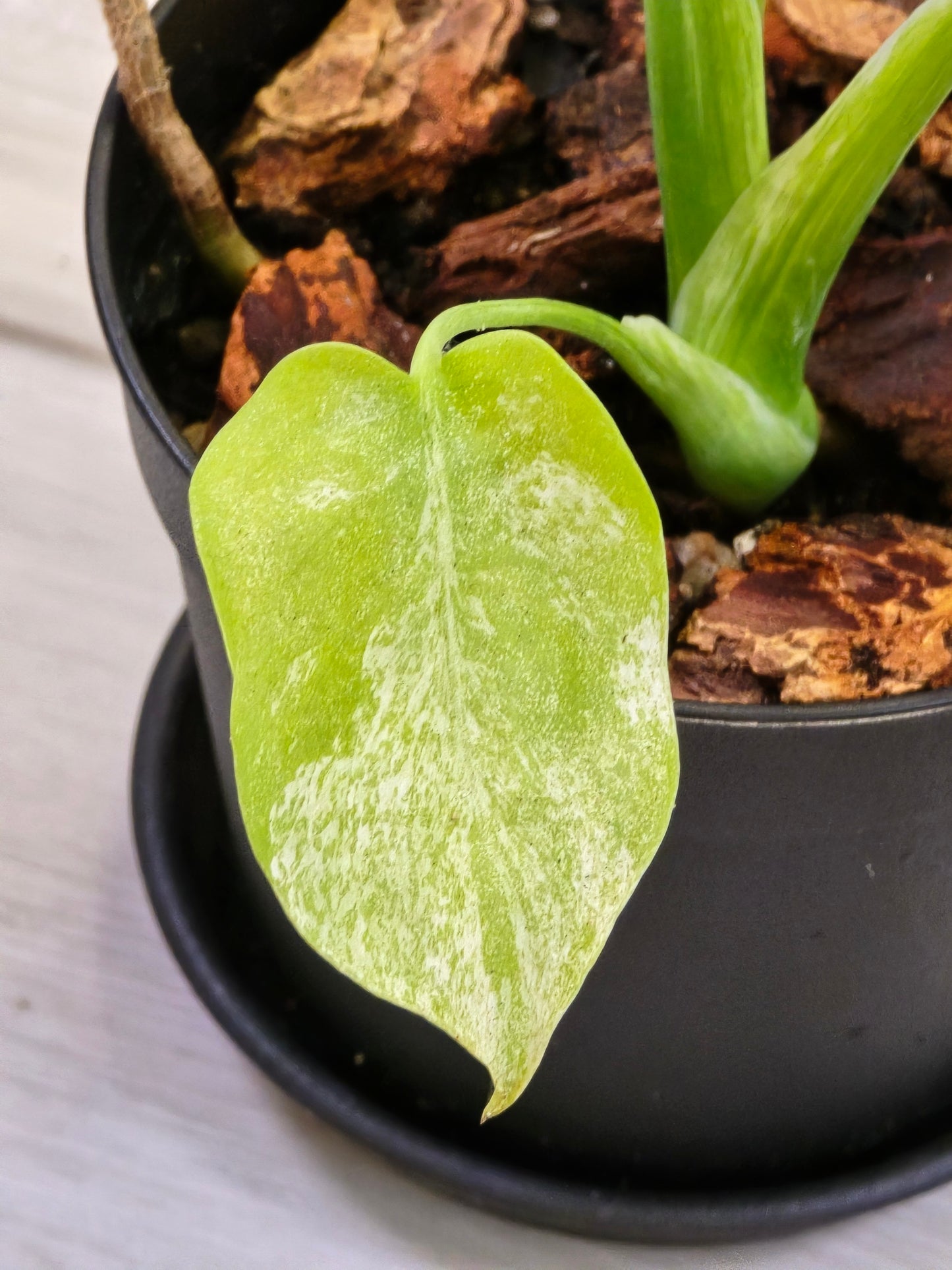 Monstera Mint Large Form #461