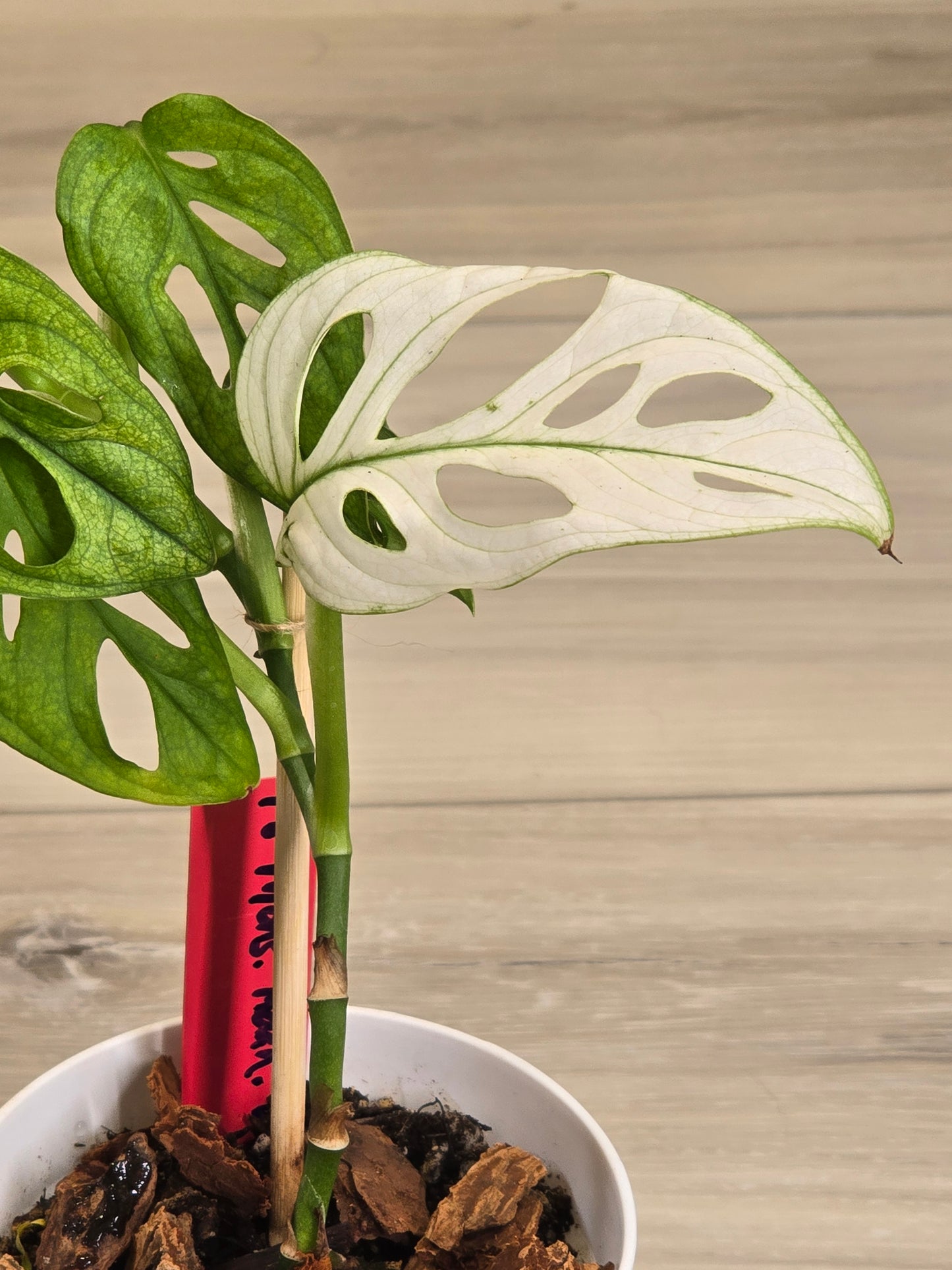Monstera Adansonii Variegated #18