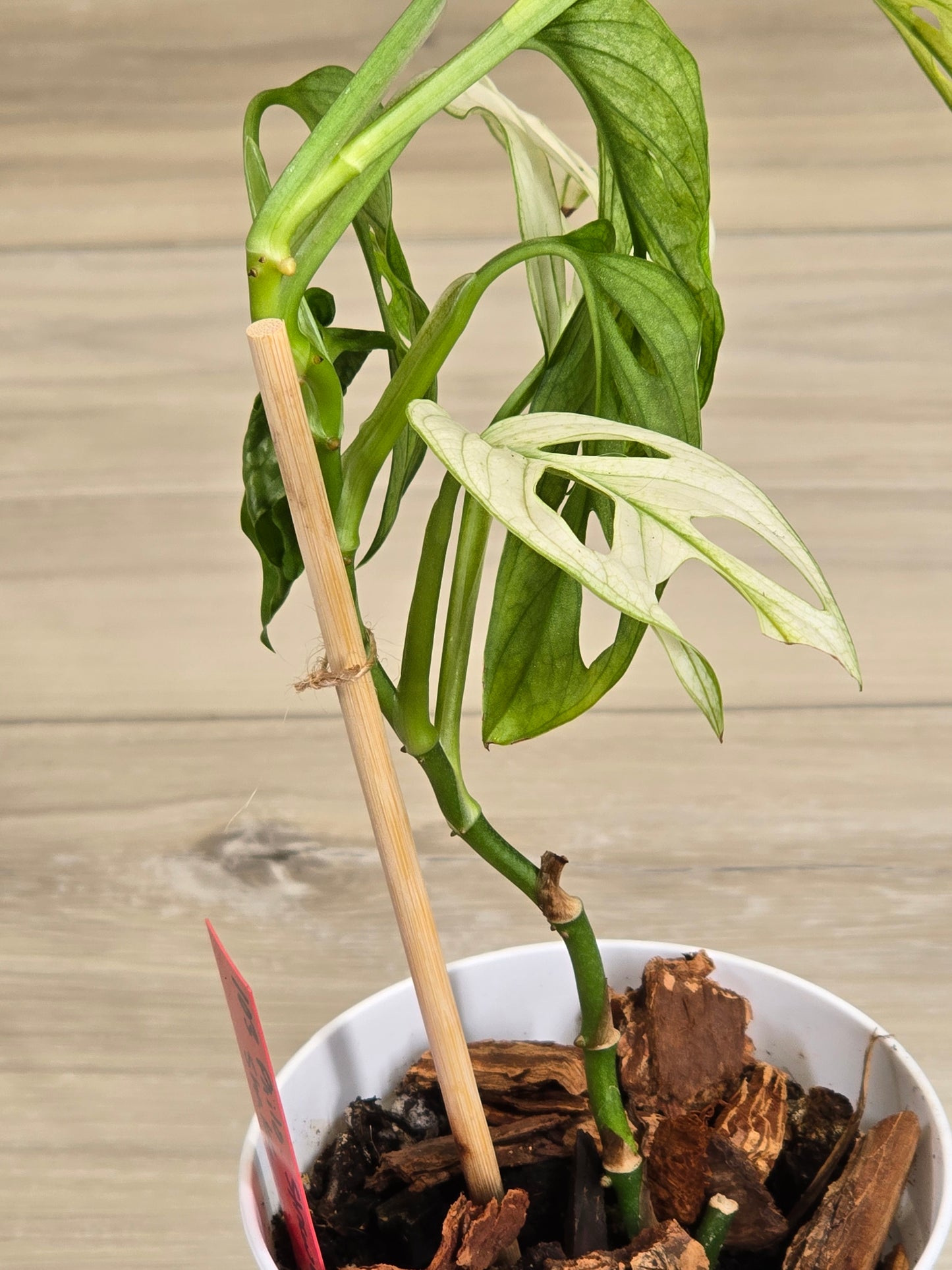 Monstera Adansonii Variegated #18