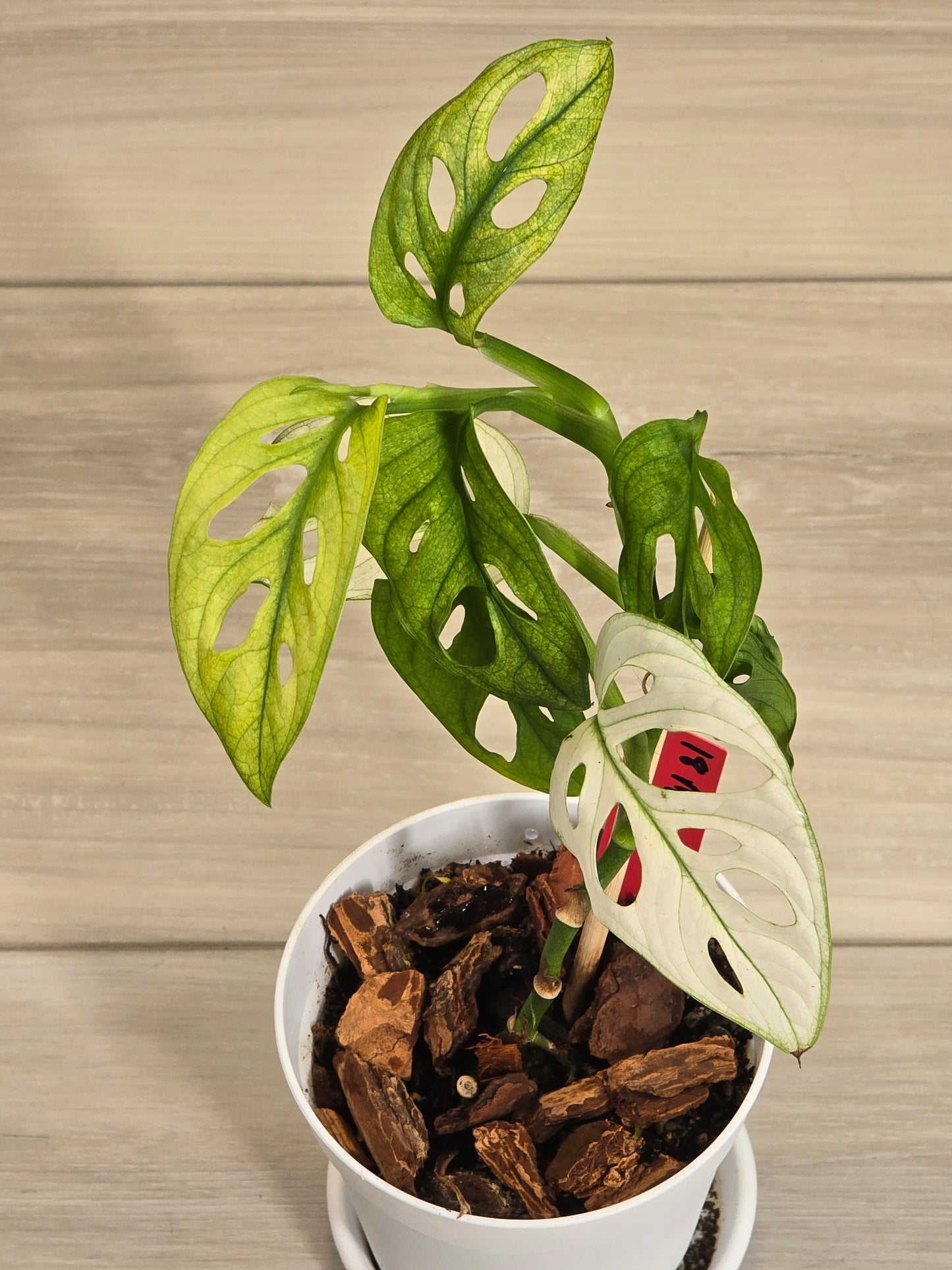 Monstera Adansonii Variegated #18