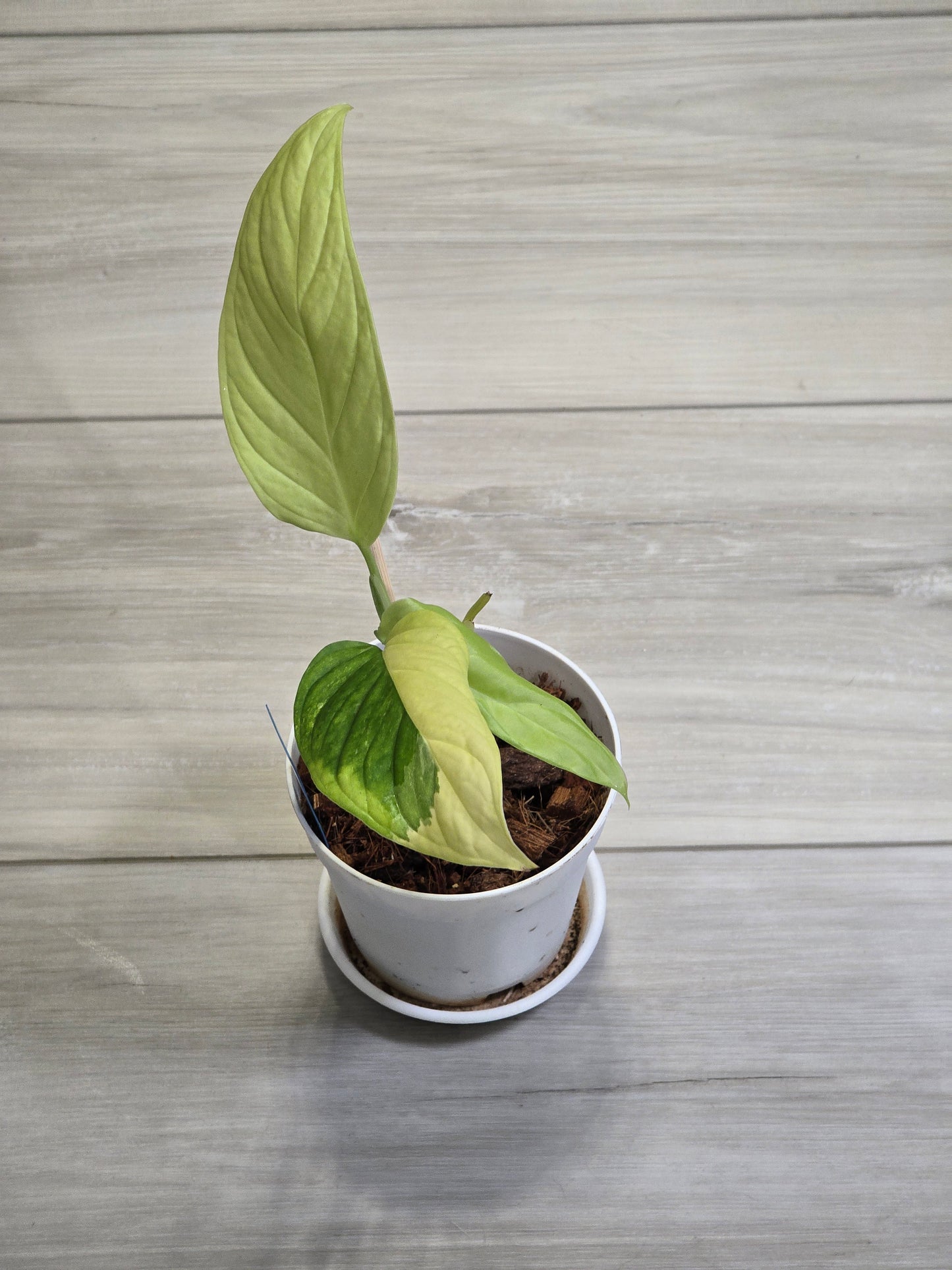 Monstera Obliqua Muyuna #387