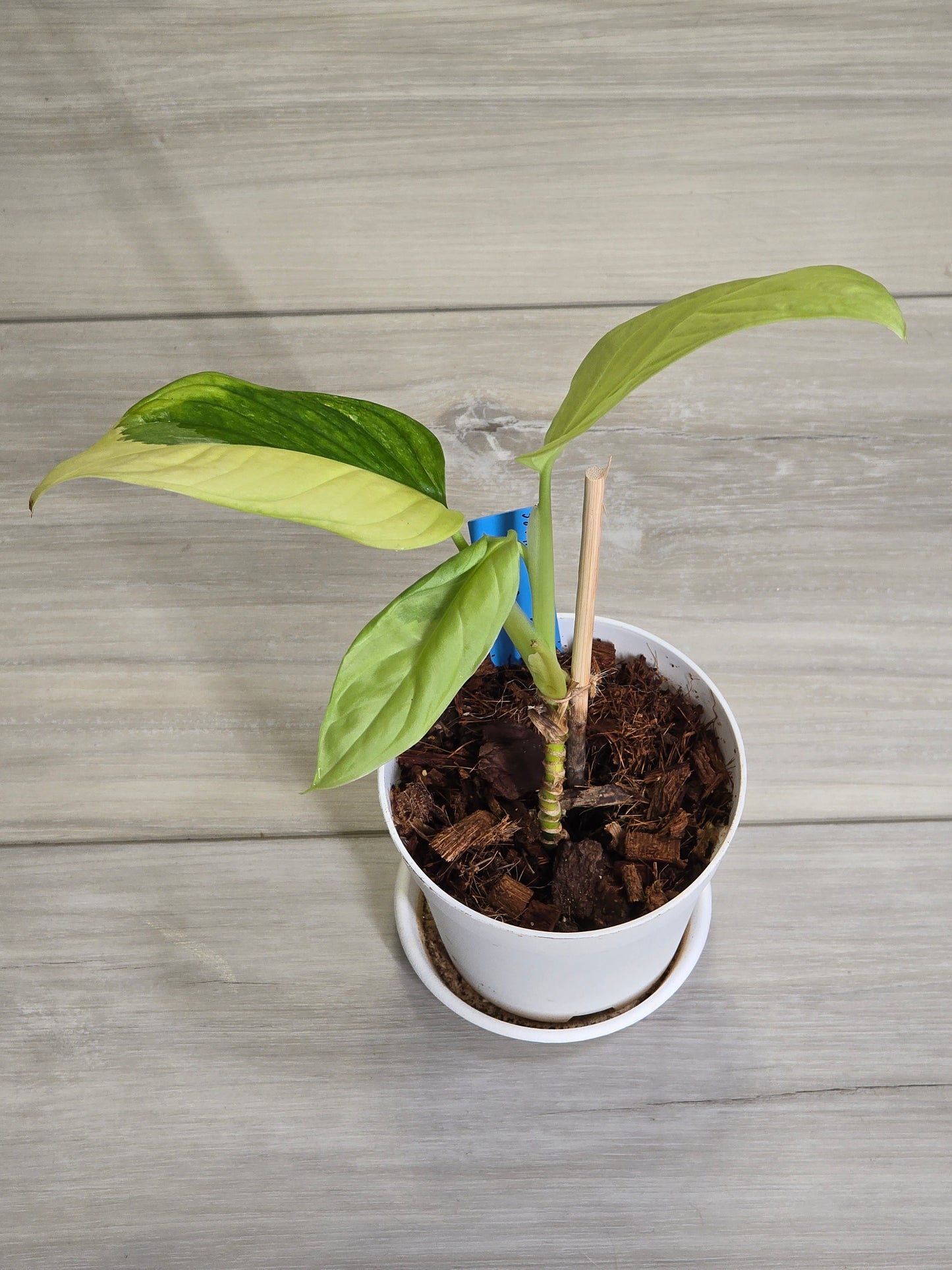 Monstera Obliqua Muyuna #387
