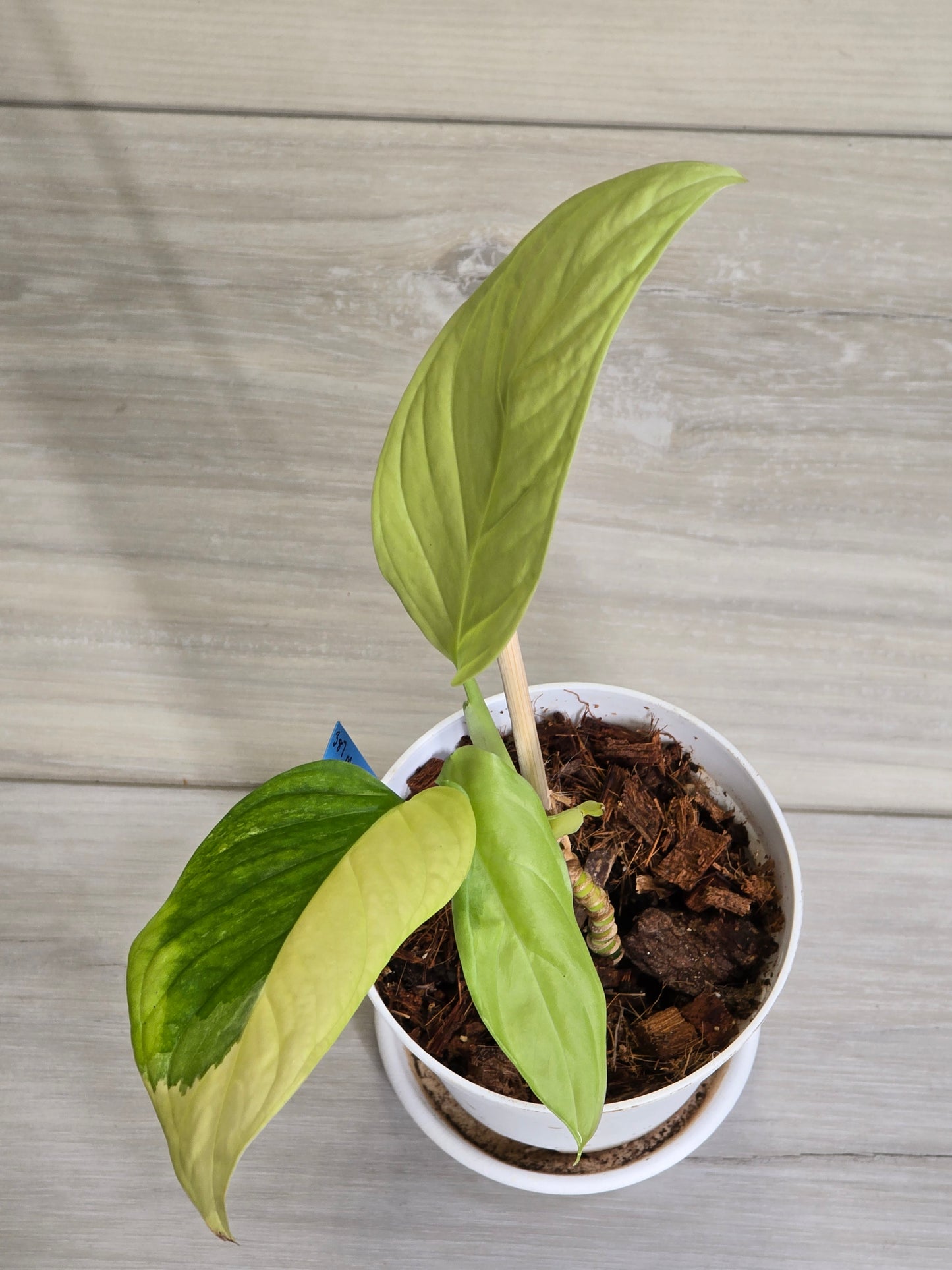 Monstera Obliqua Muyuna #387