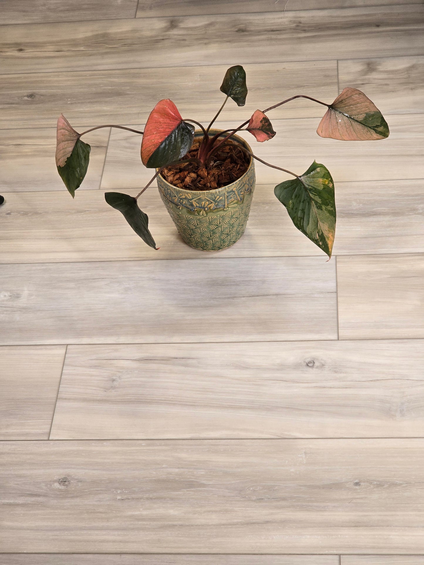 Homalomena Pink Diamond