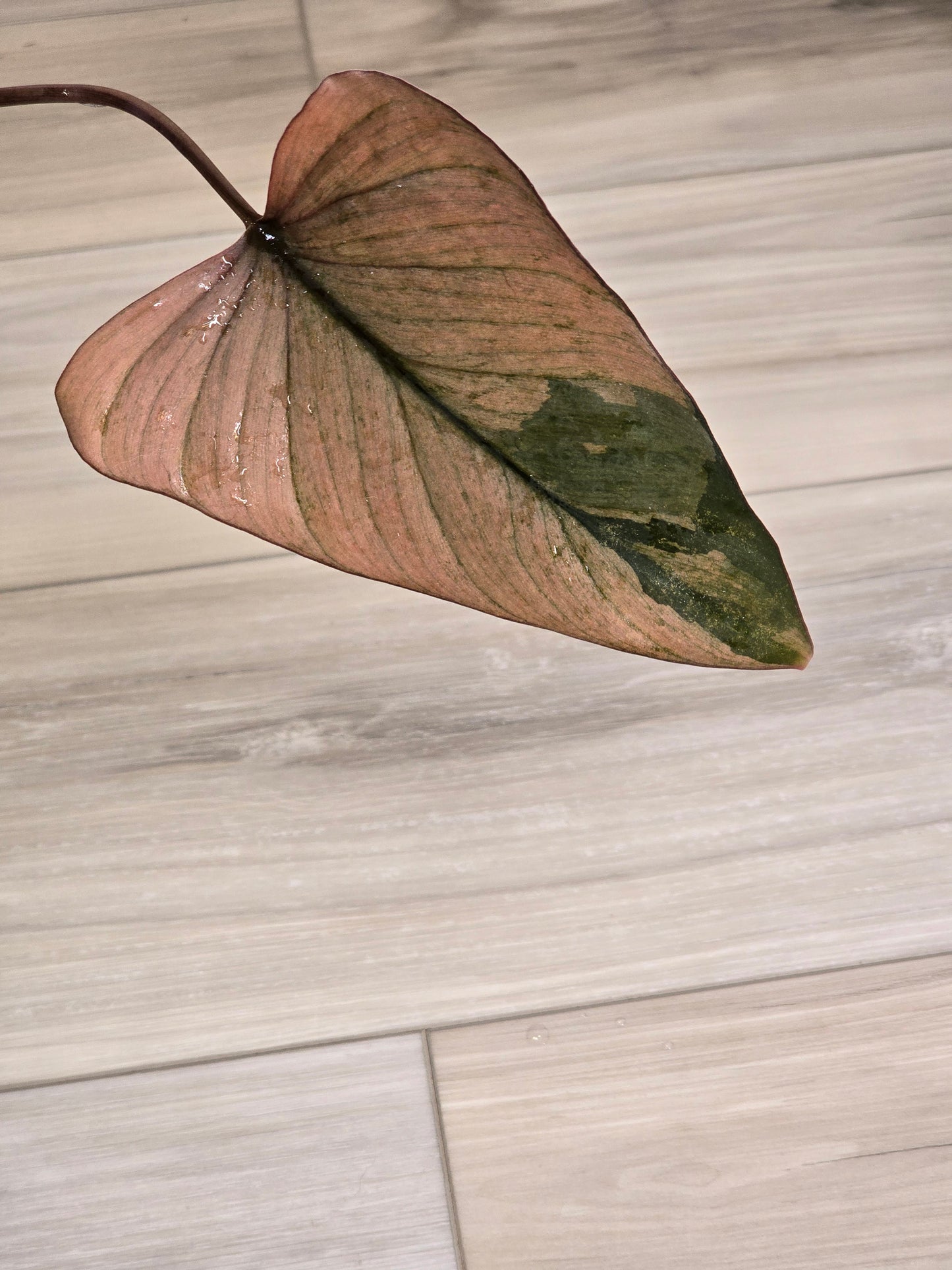Homalomena Pink Diamond