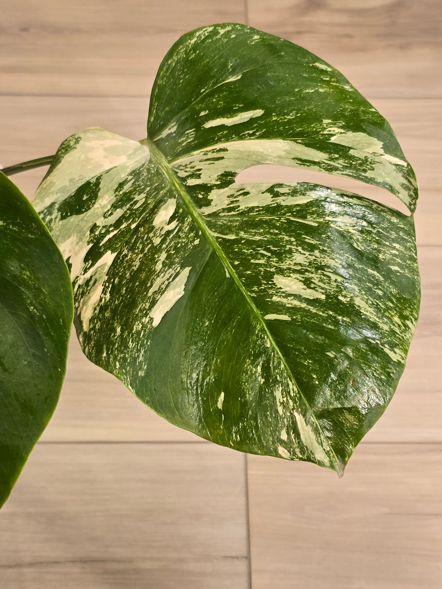 Monstera Albo
