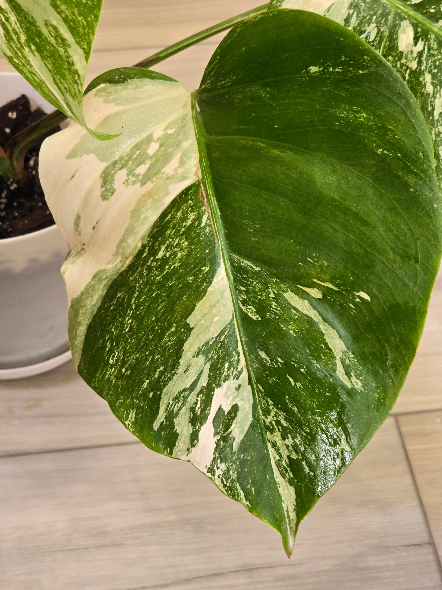 Monstera Albo
