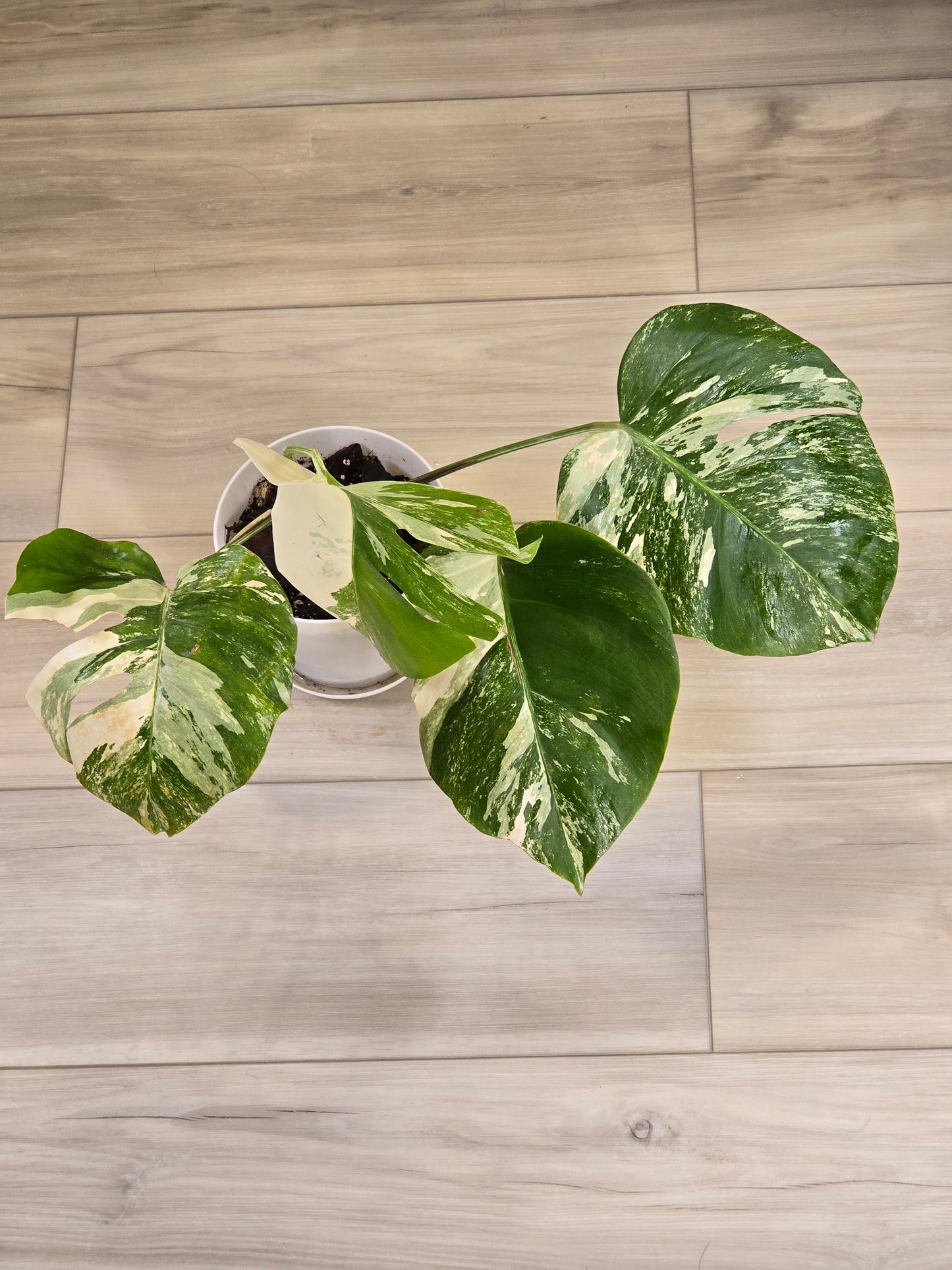Monstera Albo