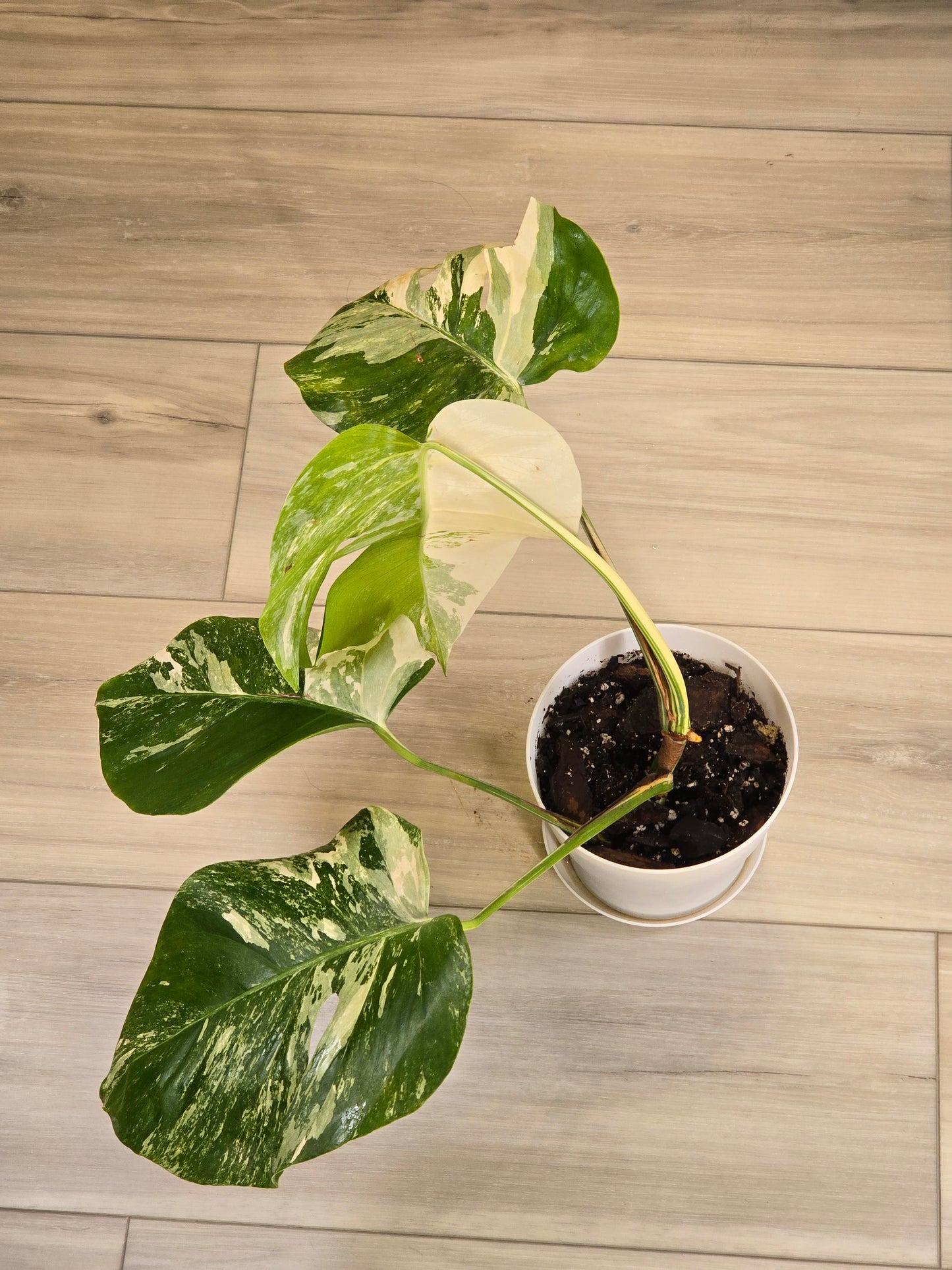 Monstera Albo