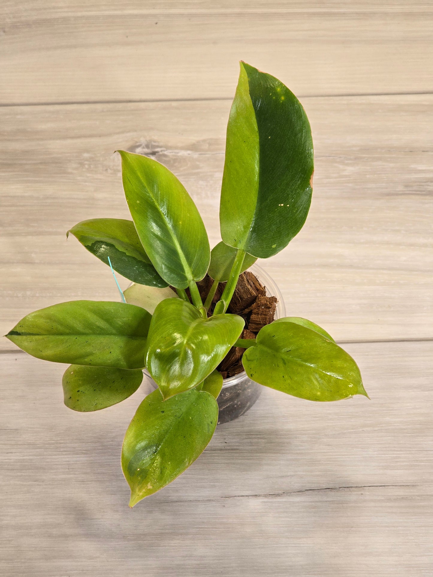 Philodendron Ruaysap Marble #619