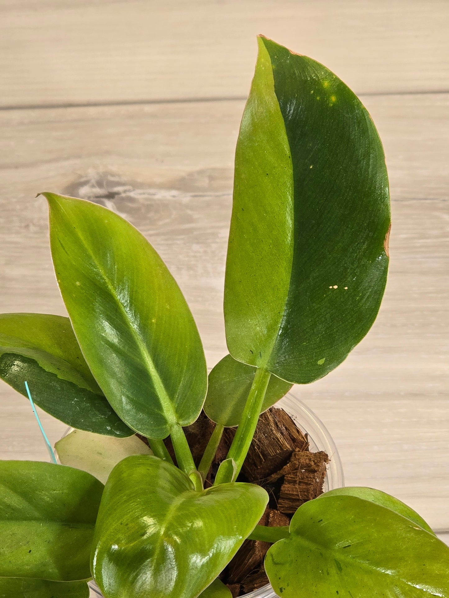 Philodendron Ruaysap Marble #619