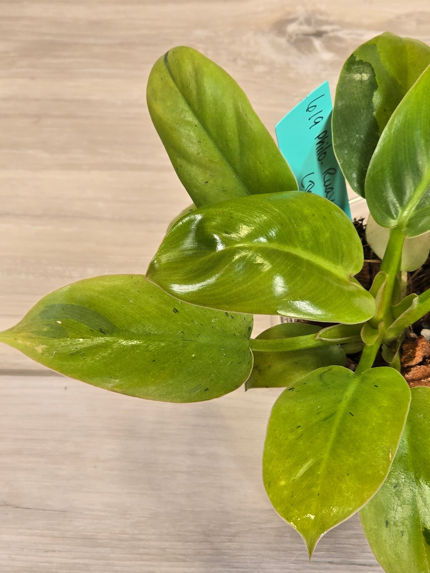 Philodendron Ruaysap Marble #619