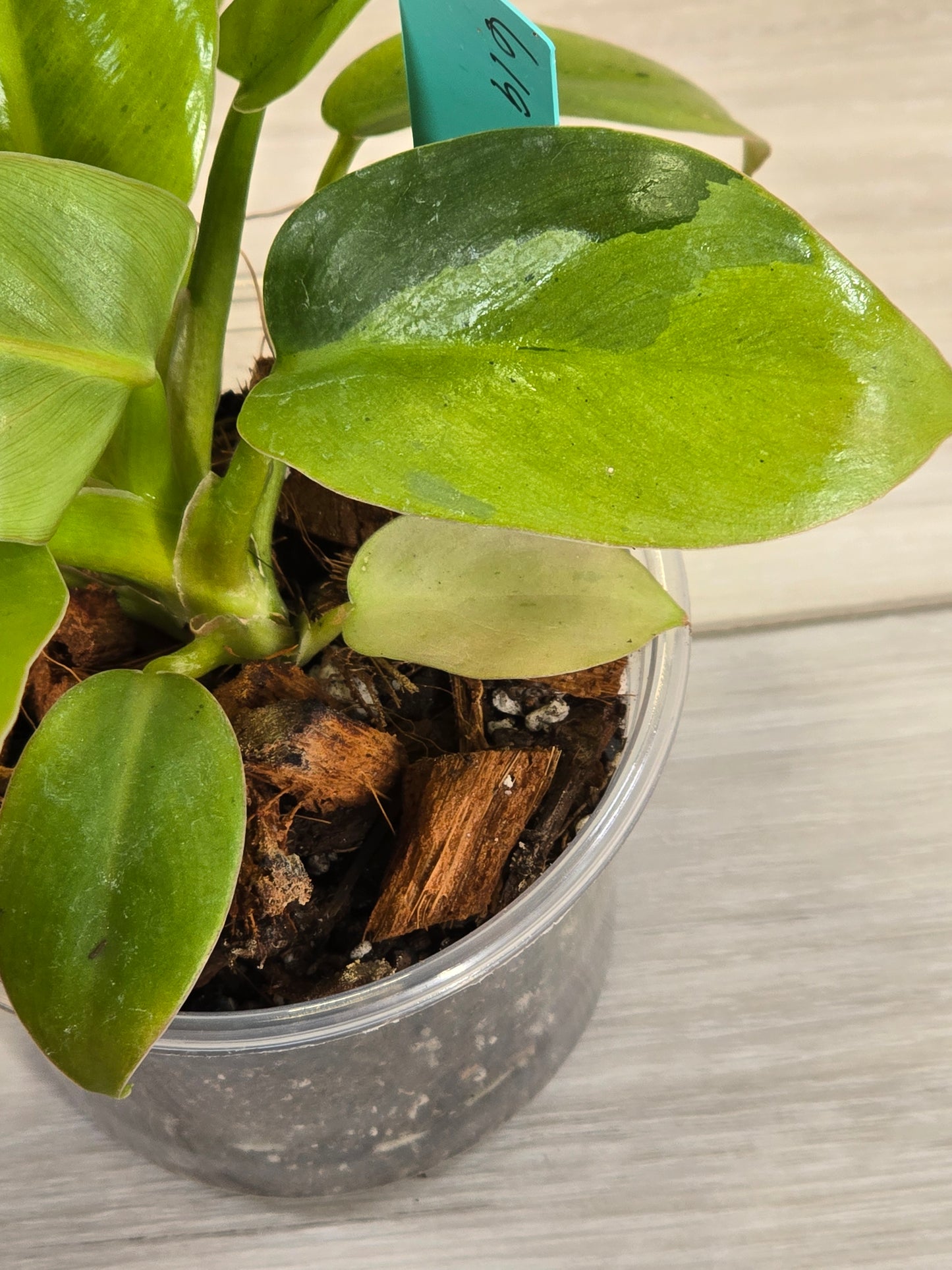 Philodendron Ruaysap Marble #619
