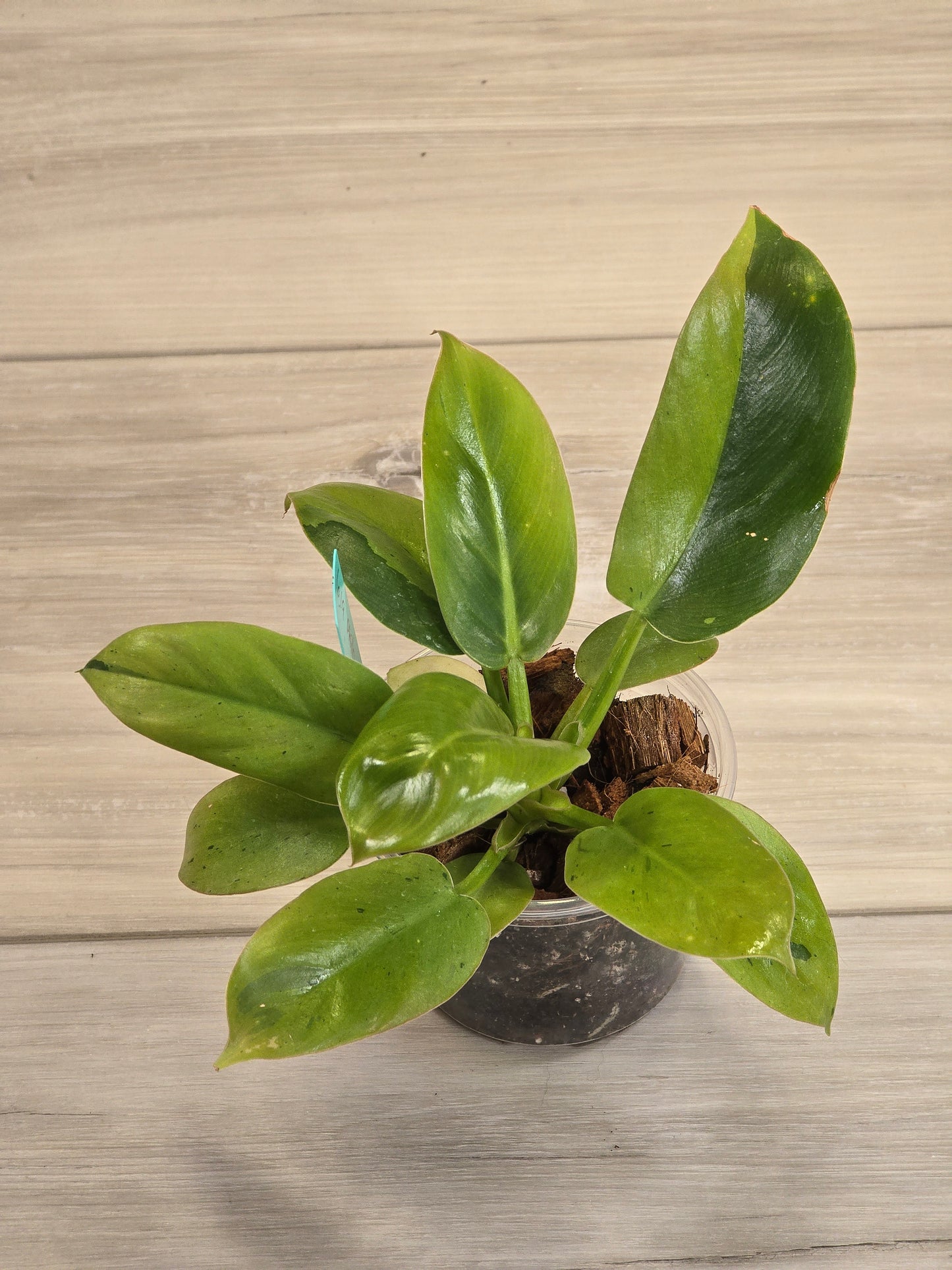 Philodendron Ruaysap Marble #619