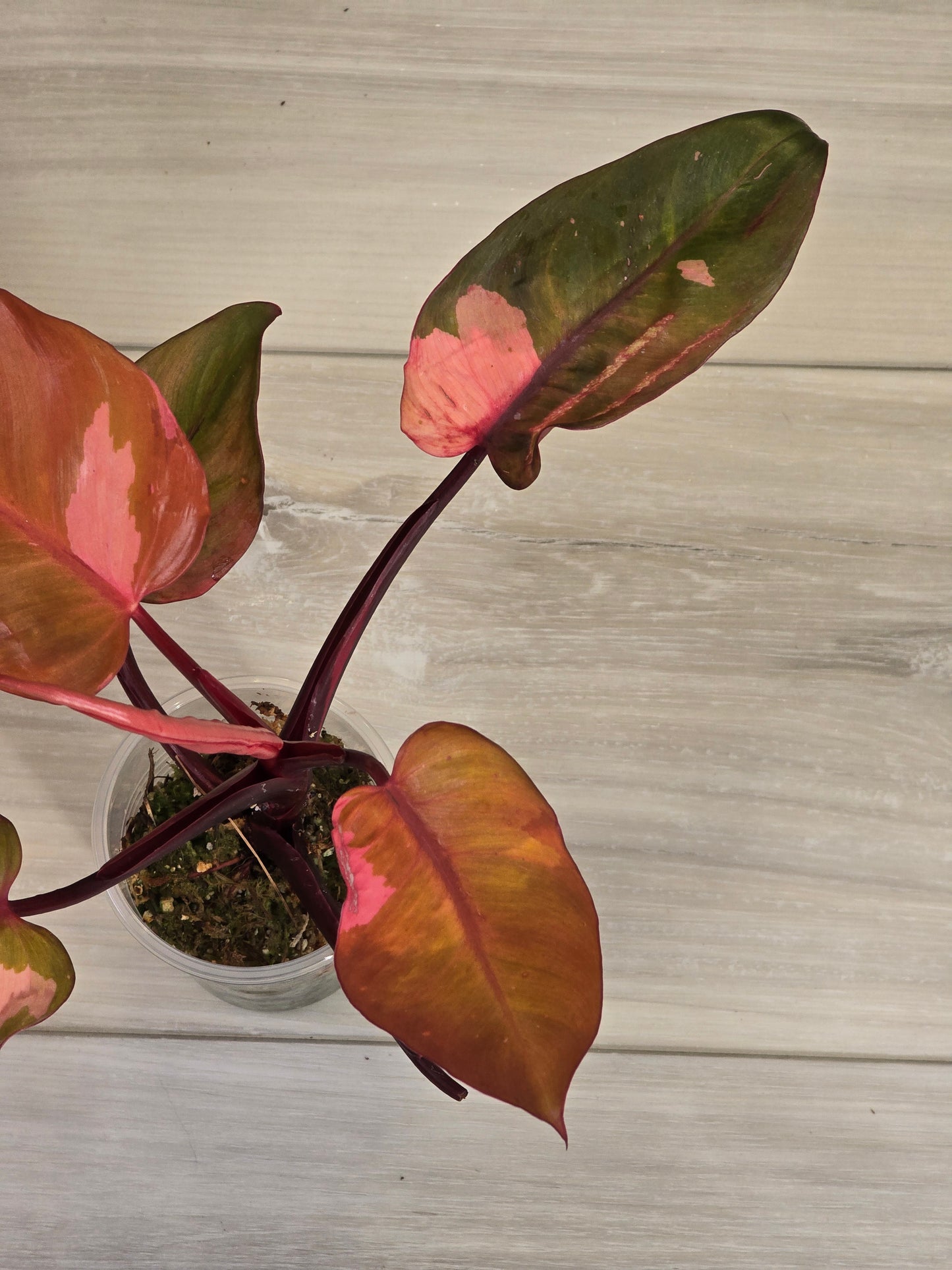 Philodendron Persimmon Princess