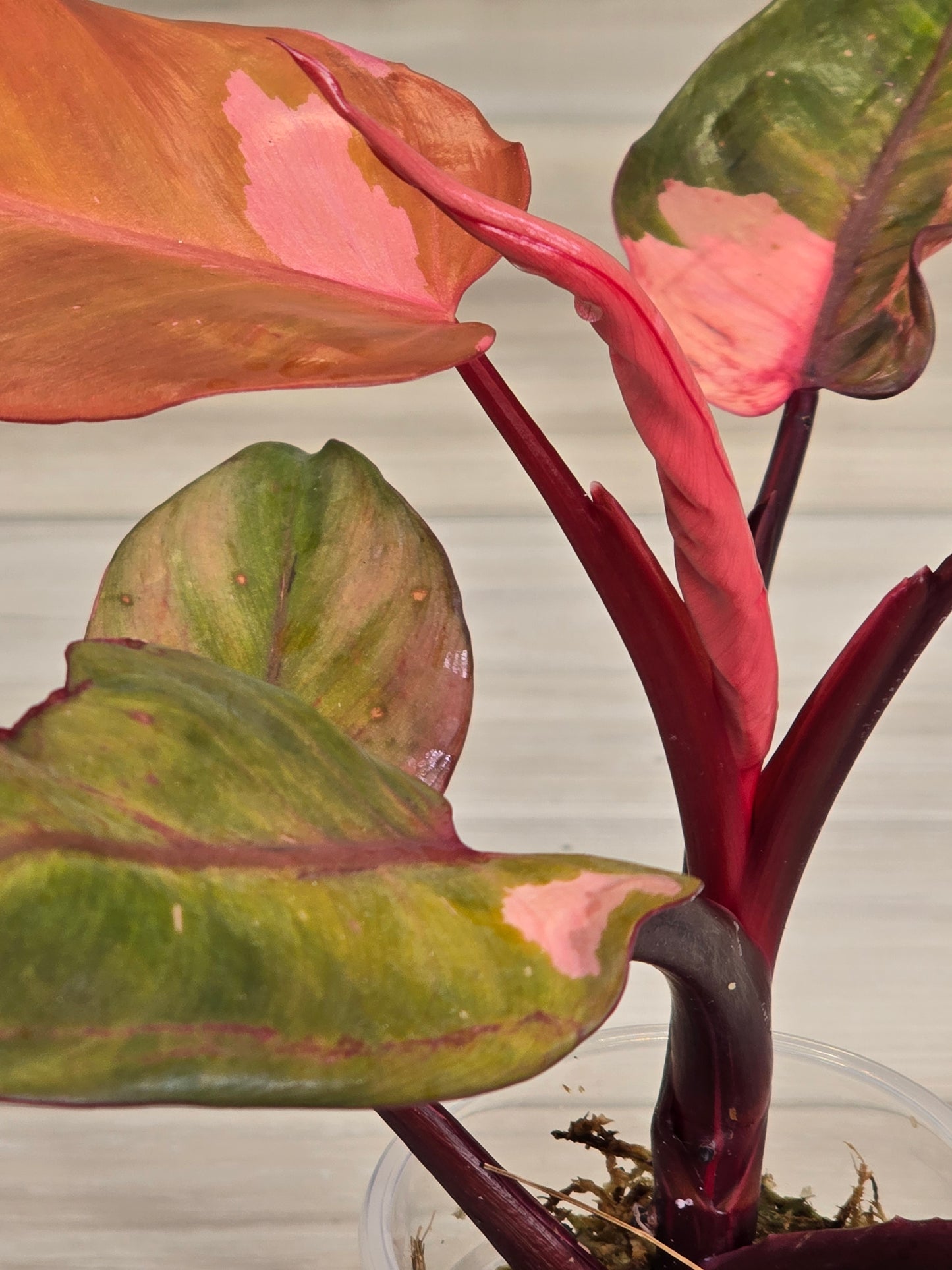 Philodendron Persimmon Princess