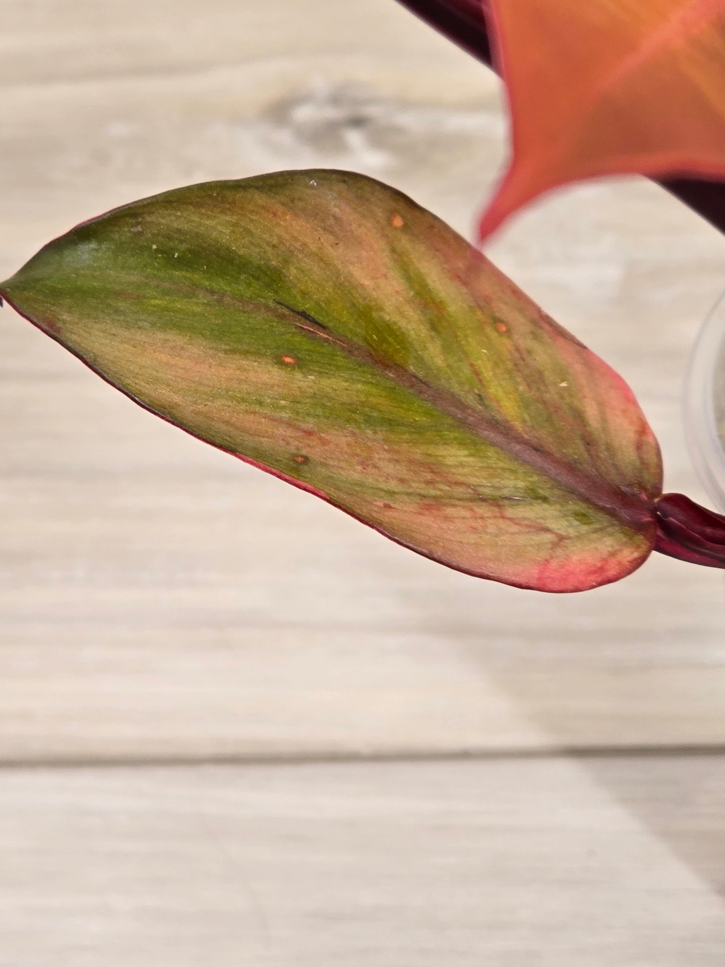 Philodendron Persimmon Princess