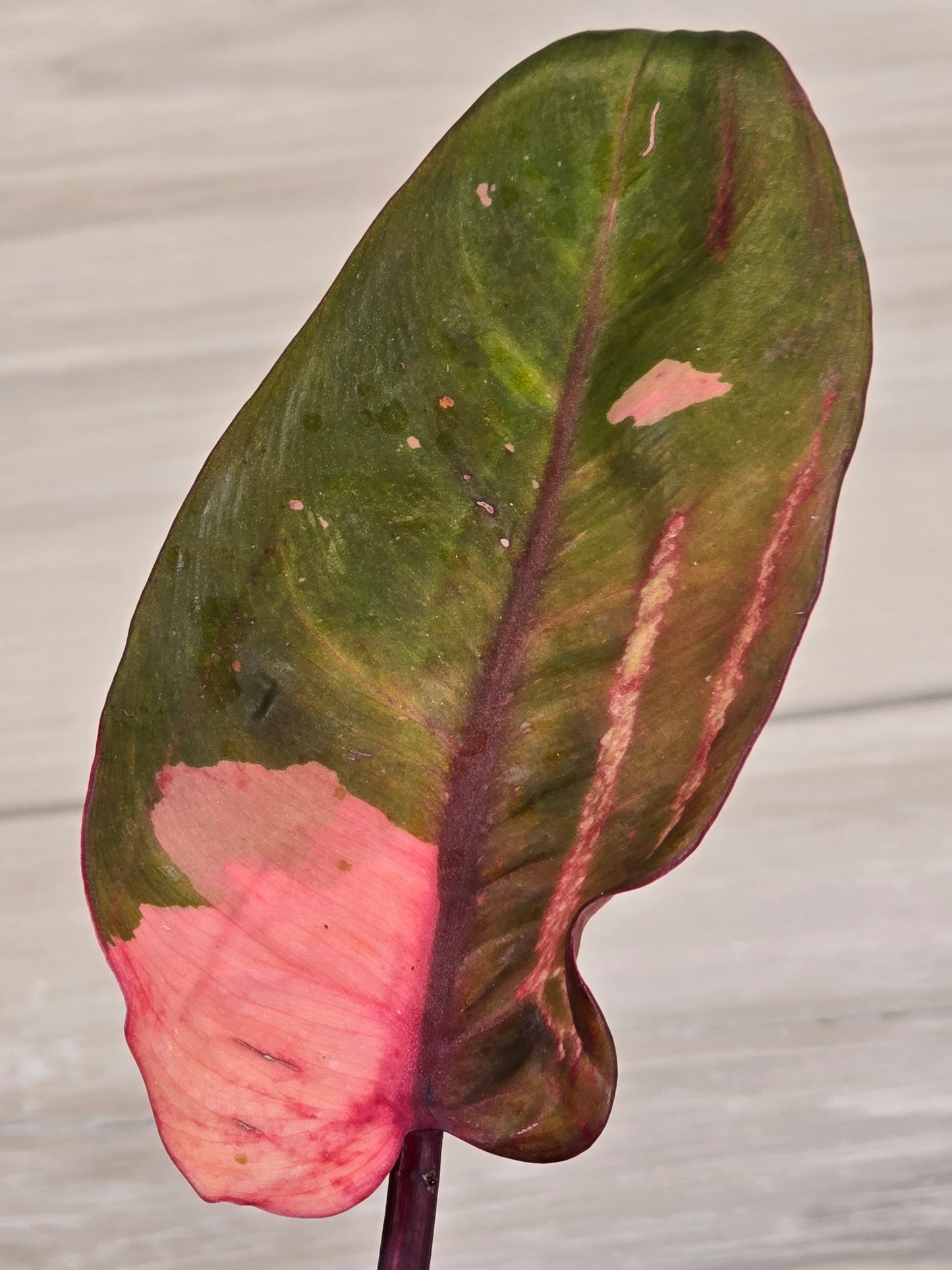 Philodendron Persimmon Princess