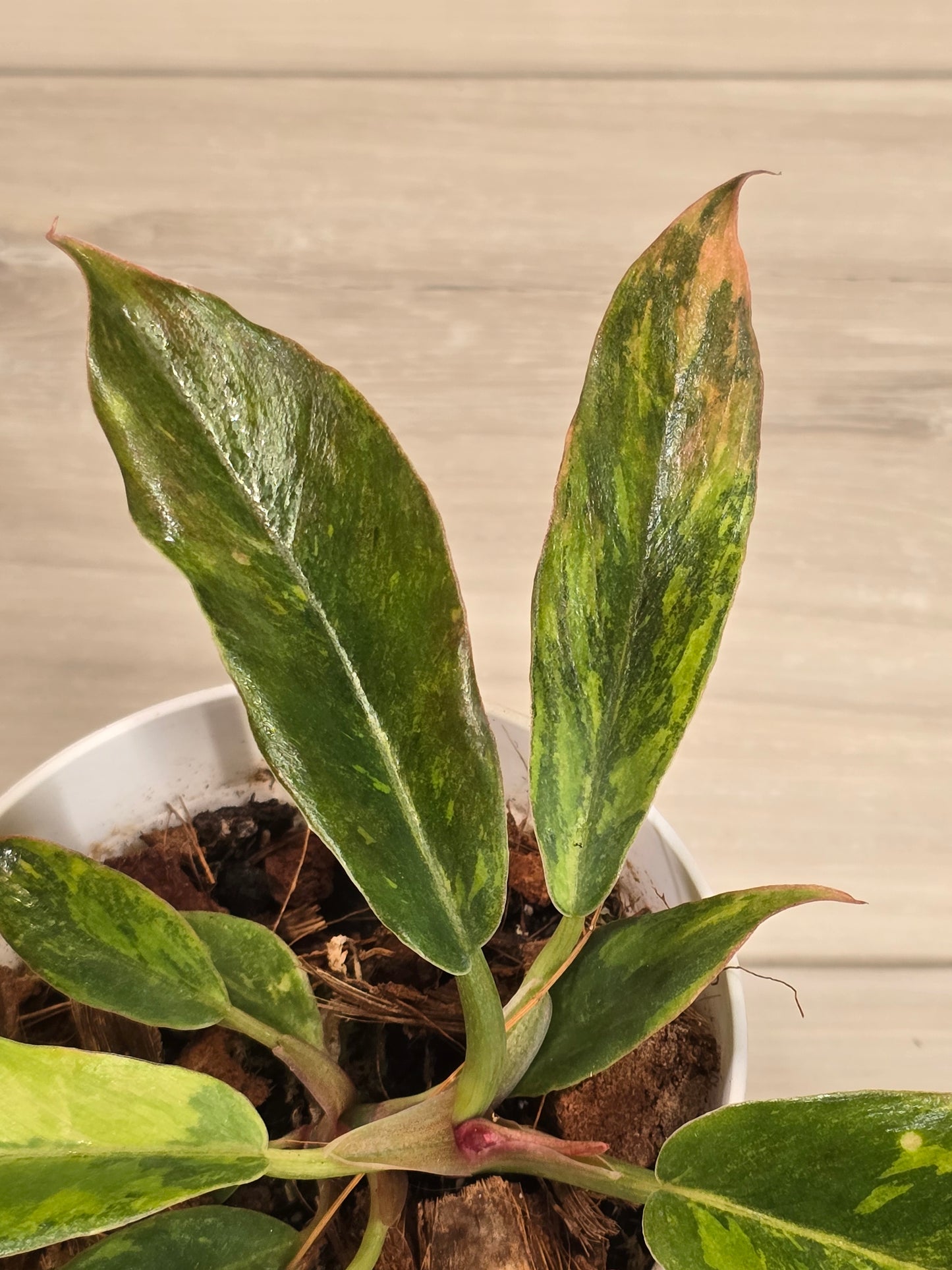 Philodendron Caramel Fire Tiger #571 Rare