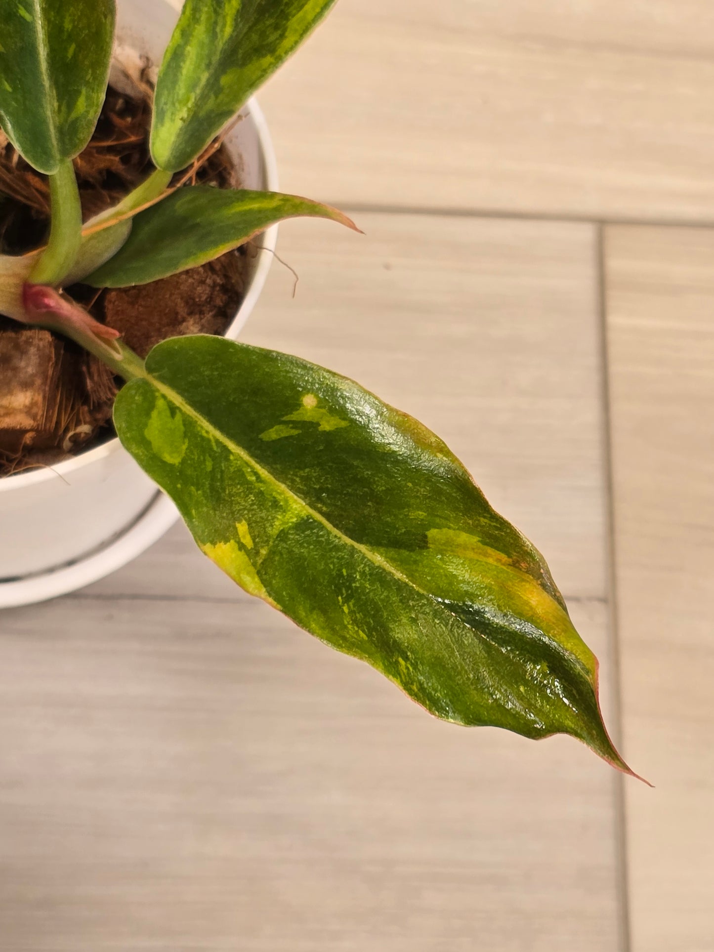 Philodendron Caramel Fire Tiger #571 Rare