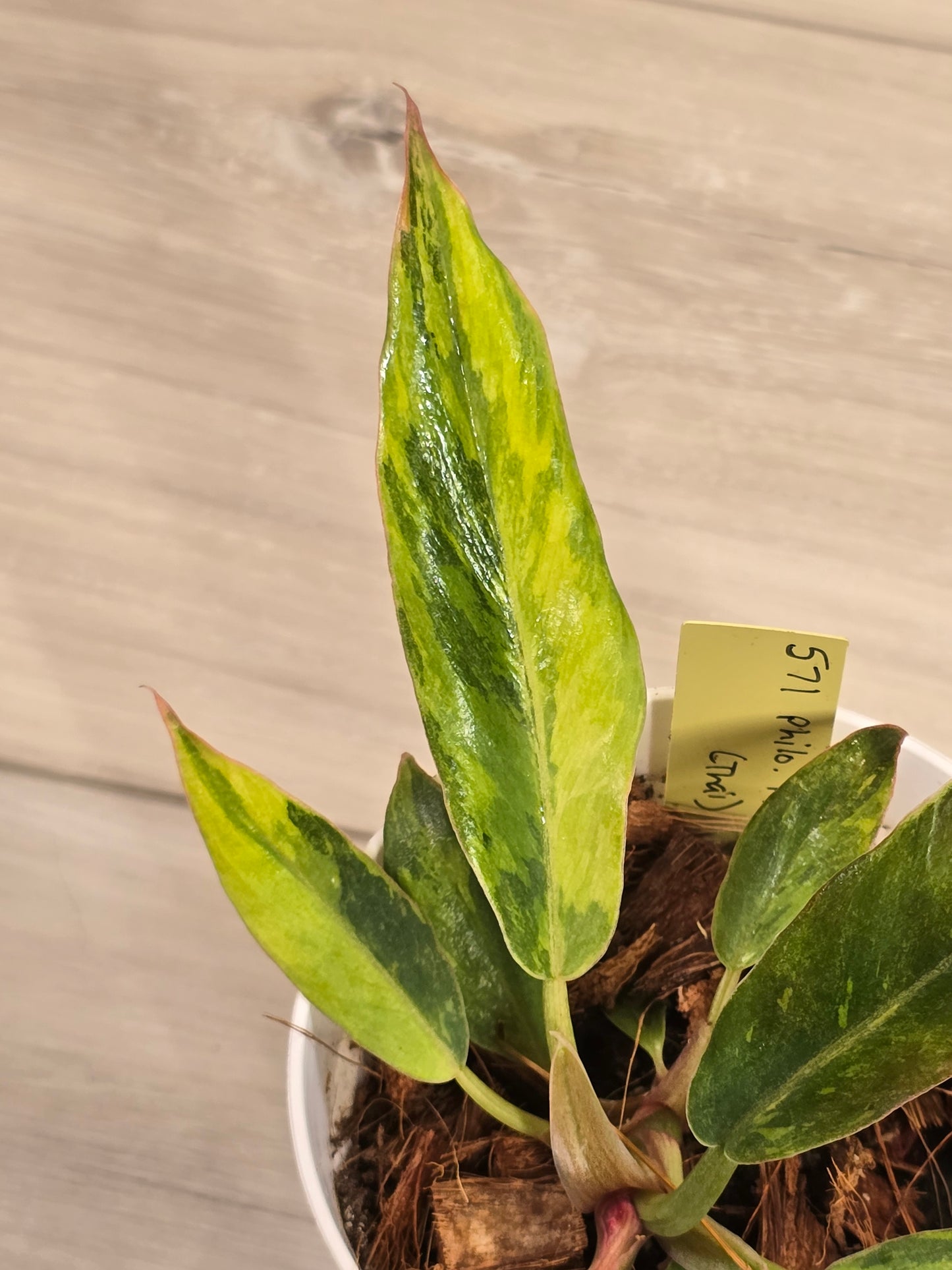 Philodendron Caramel Fire Tiger #571 Rare