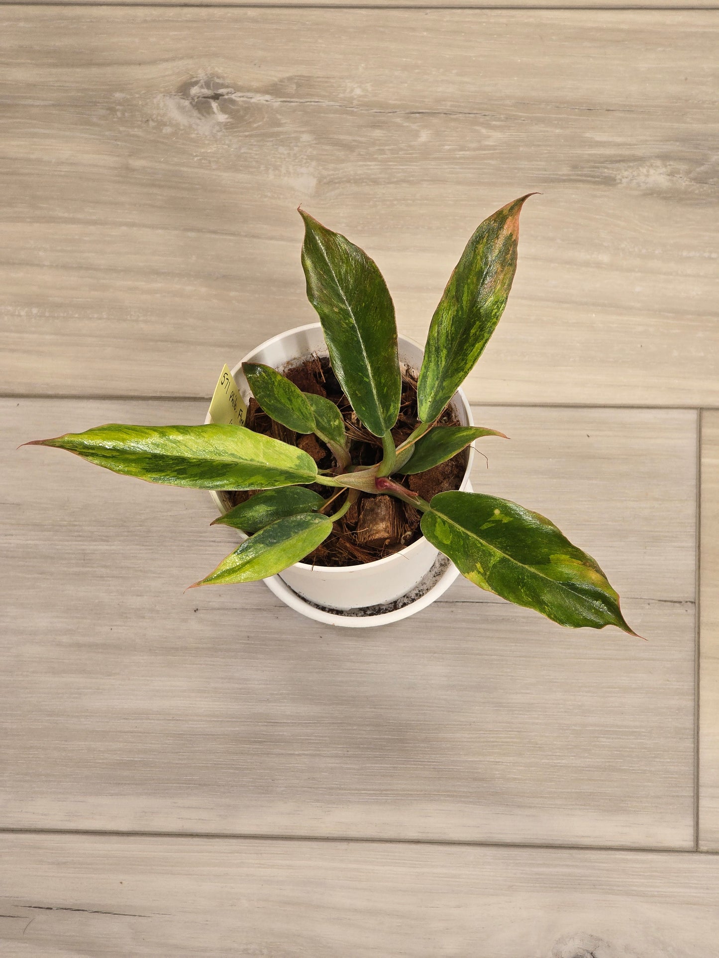 Philodendron Caramel Fire Tiger #571 Rare