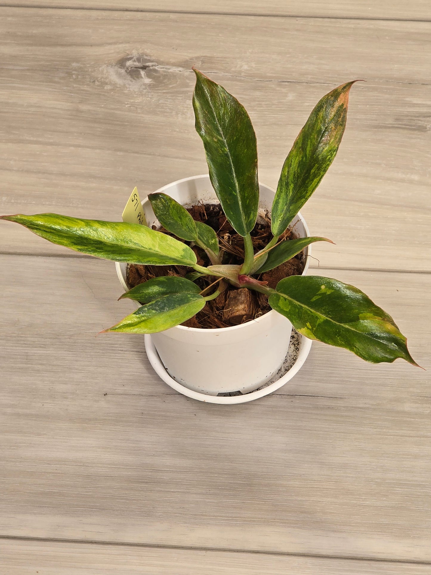 Philodendron Caramel Fire Tiger #571 Rare